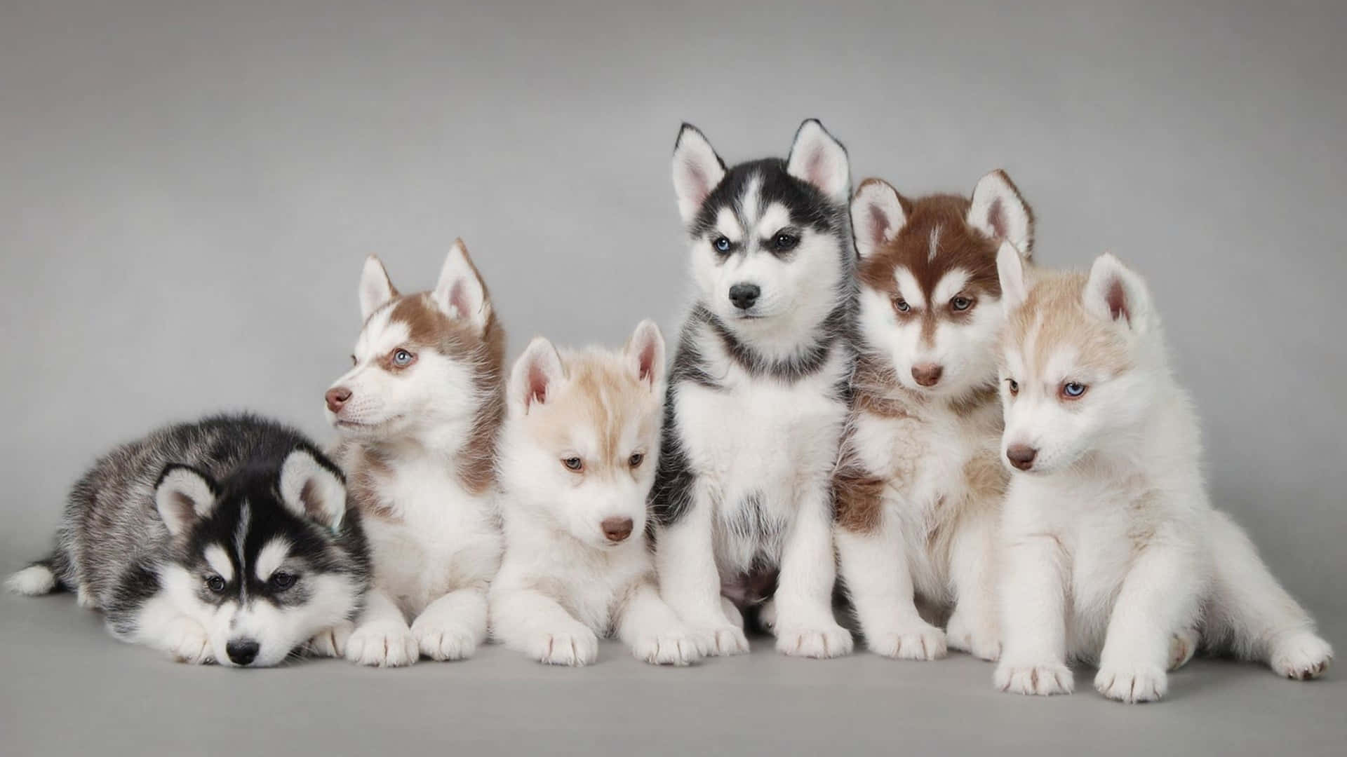 A Group Of Husky Puppies Posing In Front Of A Gray Background Background