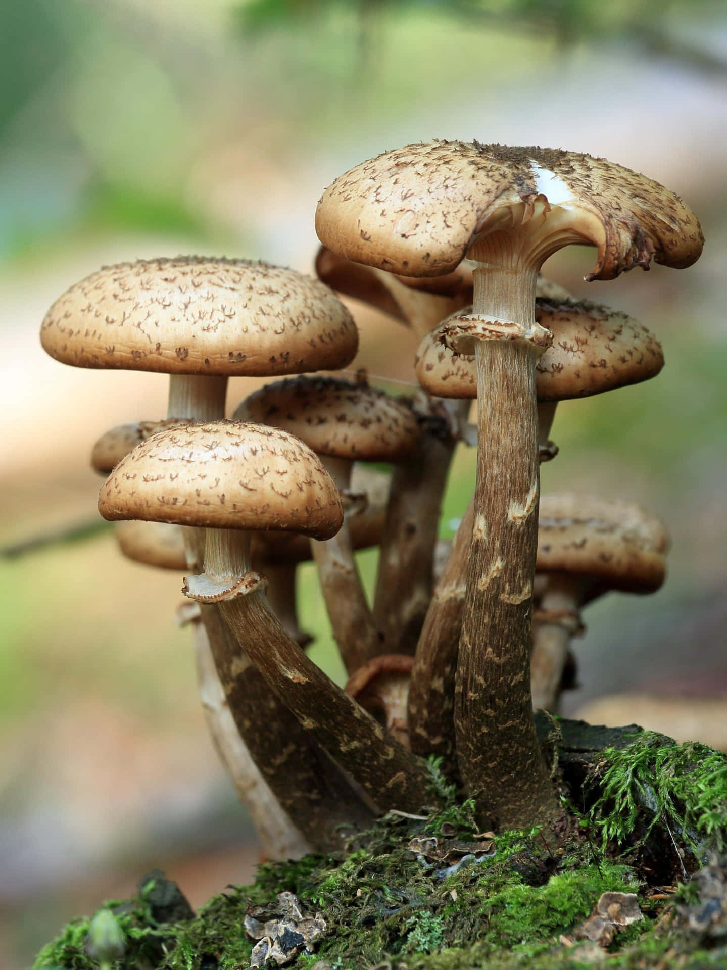 A Group Of Mushrooms Growing On A Mossy Tree Stump