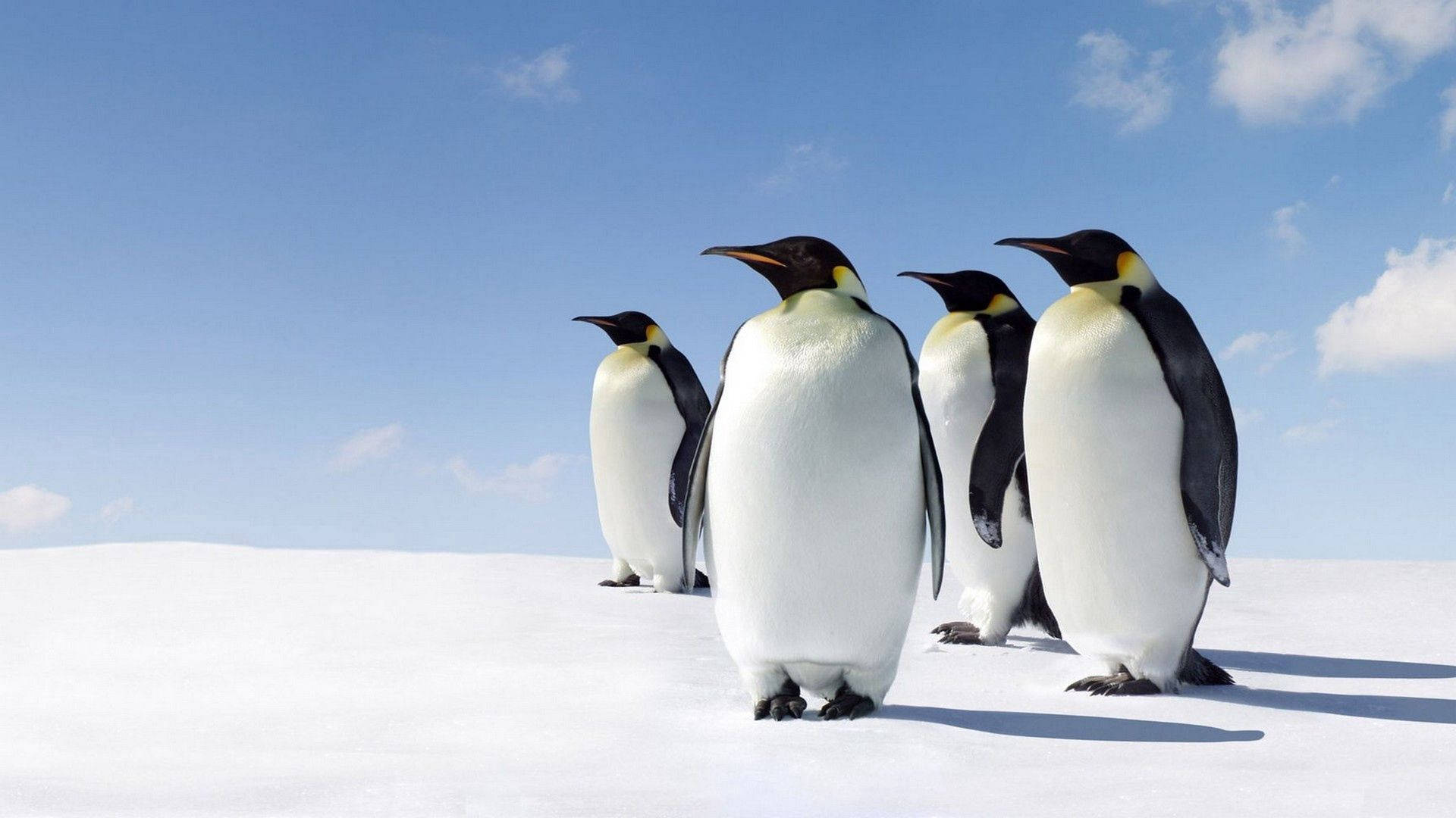 A Group Of Penguins Standing On A Snowy Field Background