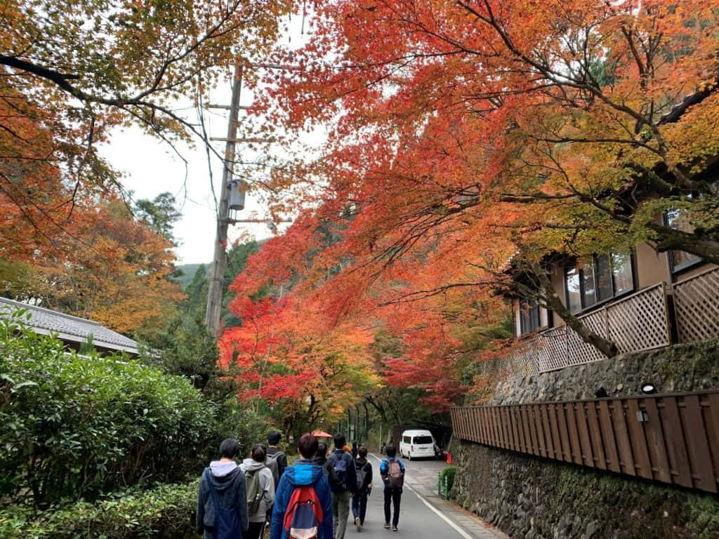 A Group Of People Walking Down A Street With Red Leaves Background