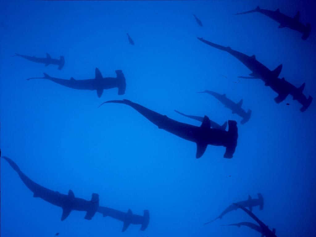 A Group Of Sharks Swimming In The Water Background