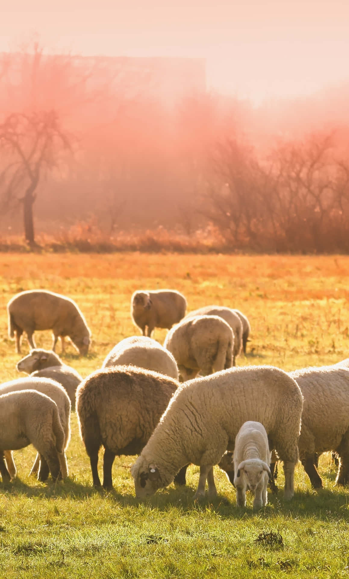 A Group Of Sheep Grazing In A Field Background
