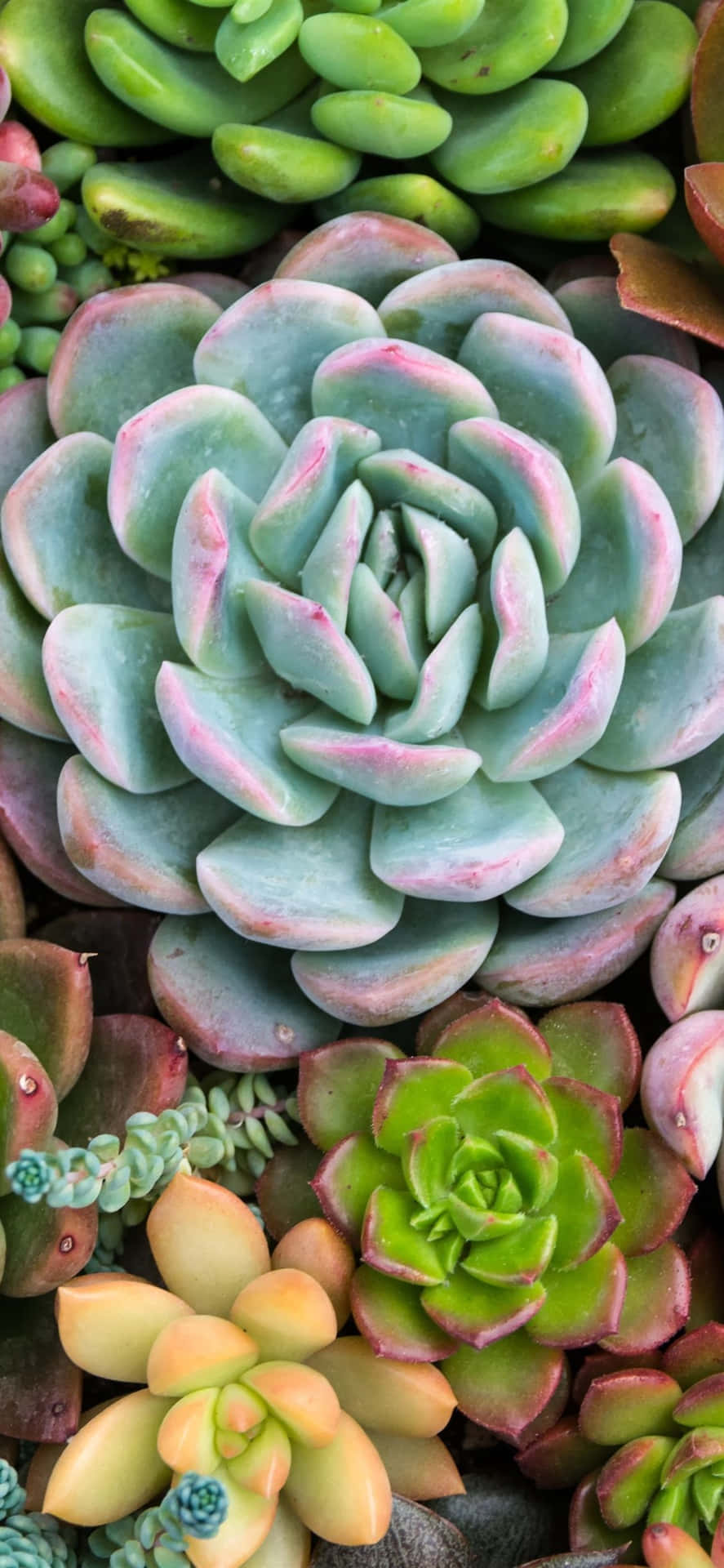 A Group Of Succulents In A Pile Background