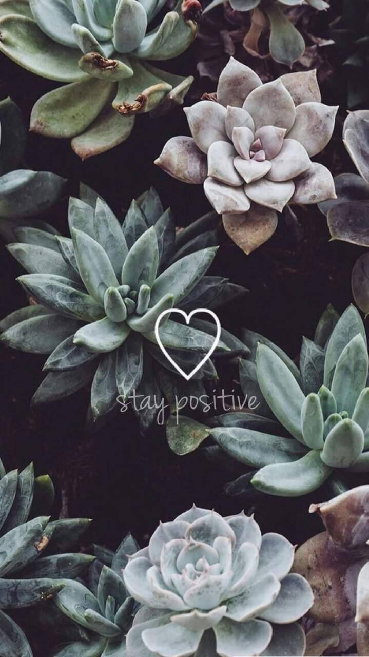 A Group Of Succulents With The Words Stay Positive Background