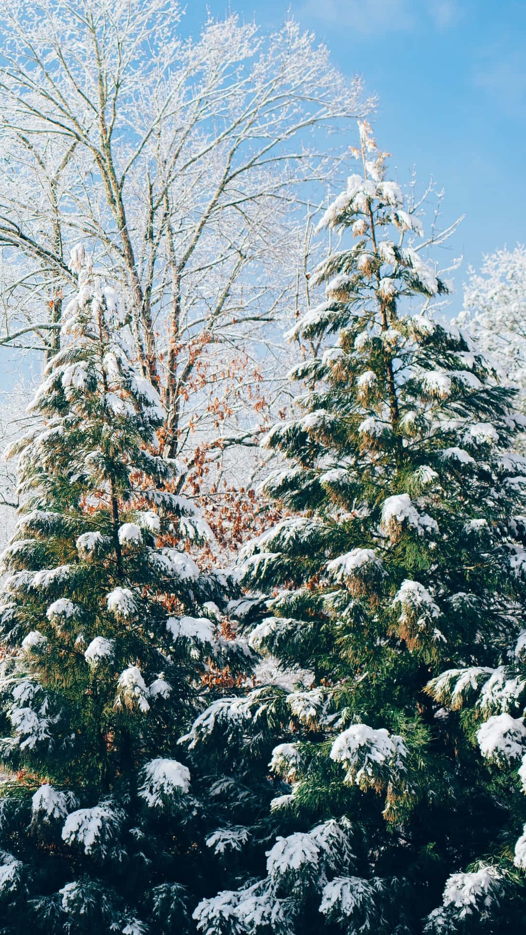 A Group Of Trees Covered In Snow Background