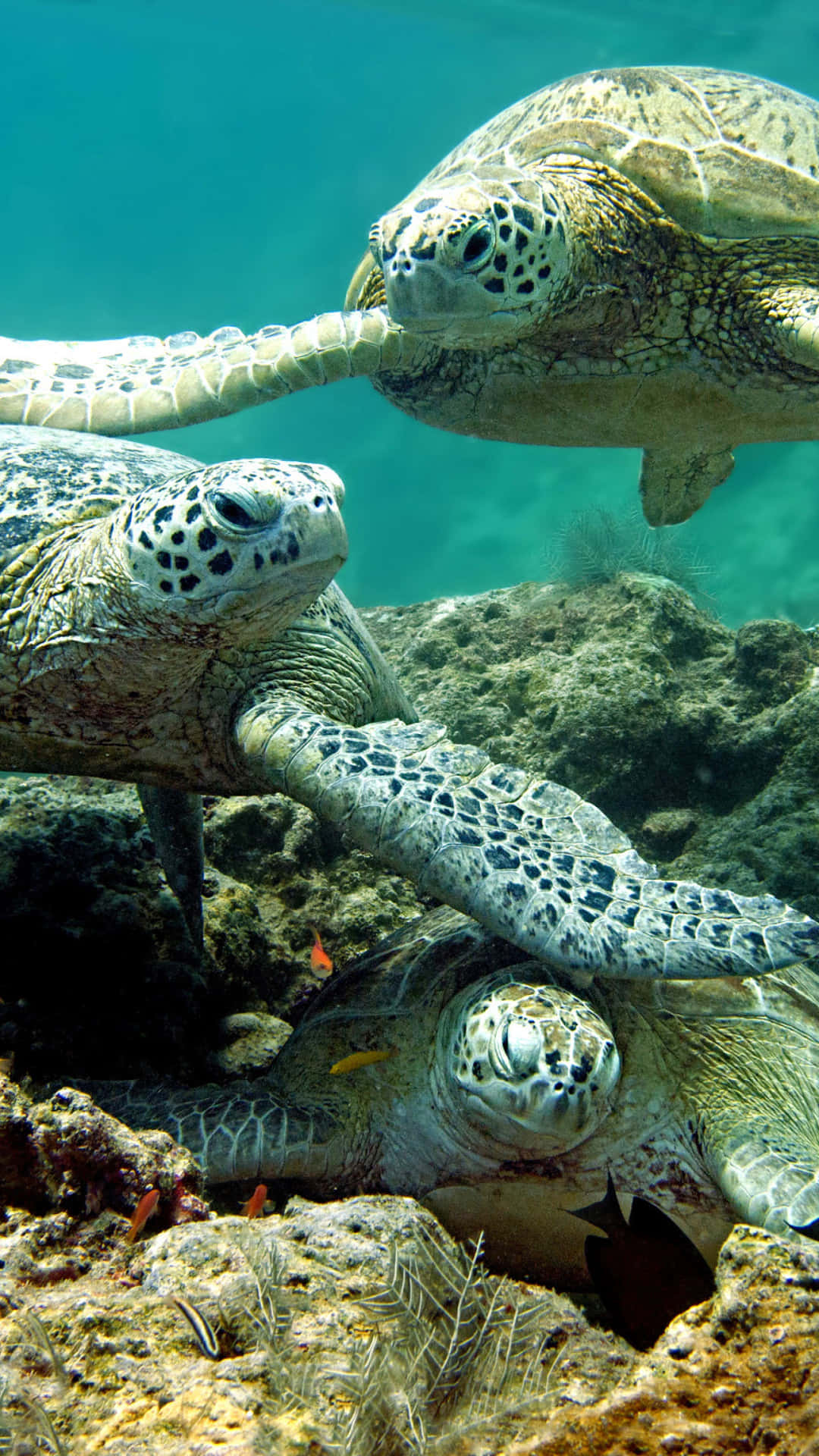 A Group Of Turtles Swimming In The Water