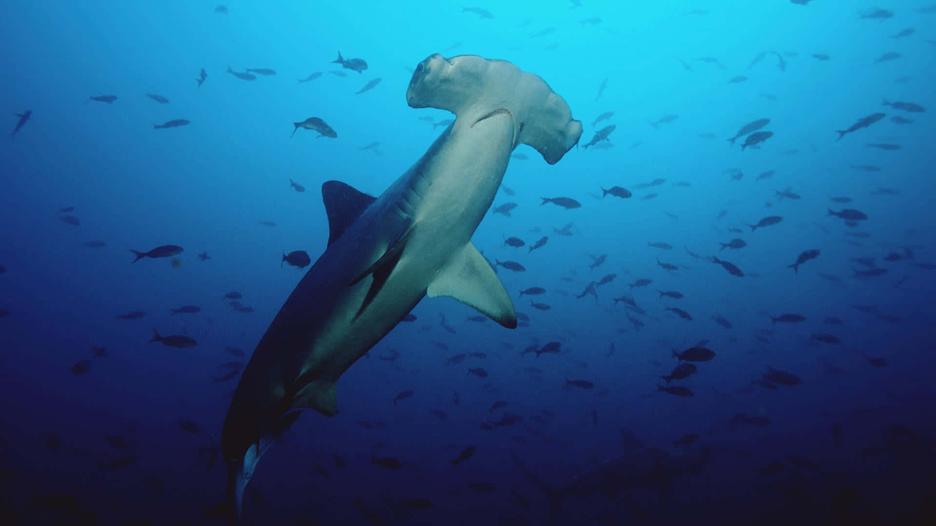 A Hammerhead Shark Enjoying The Oceans Background