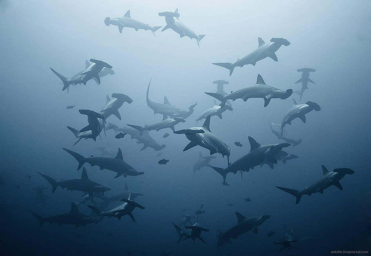 A Hammerhead Shark Gliding Through The Water Background