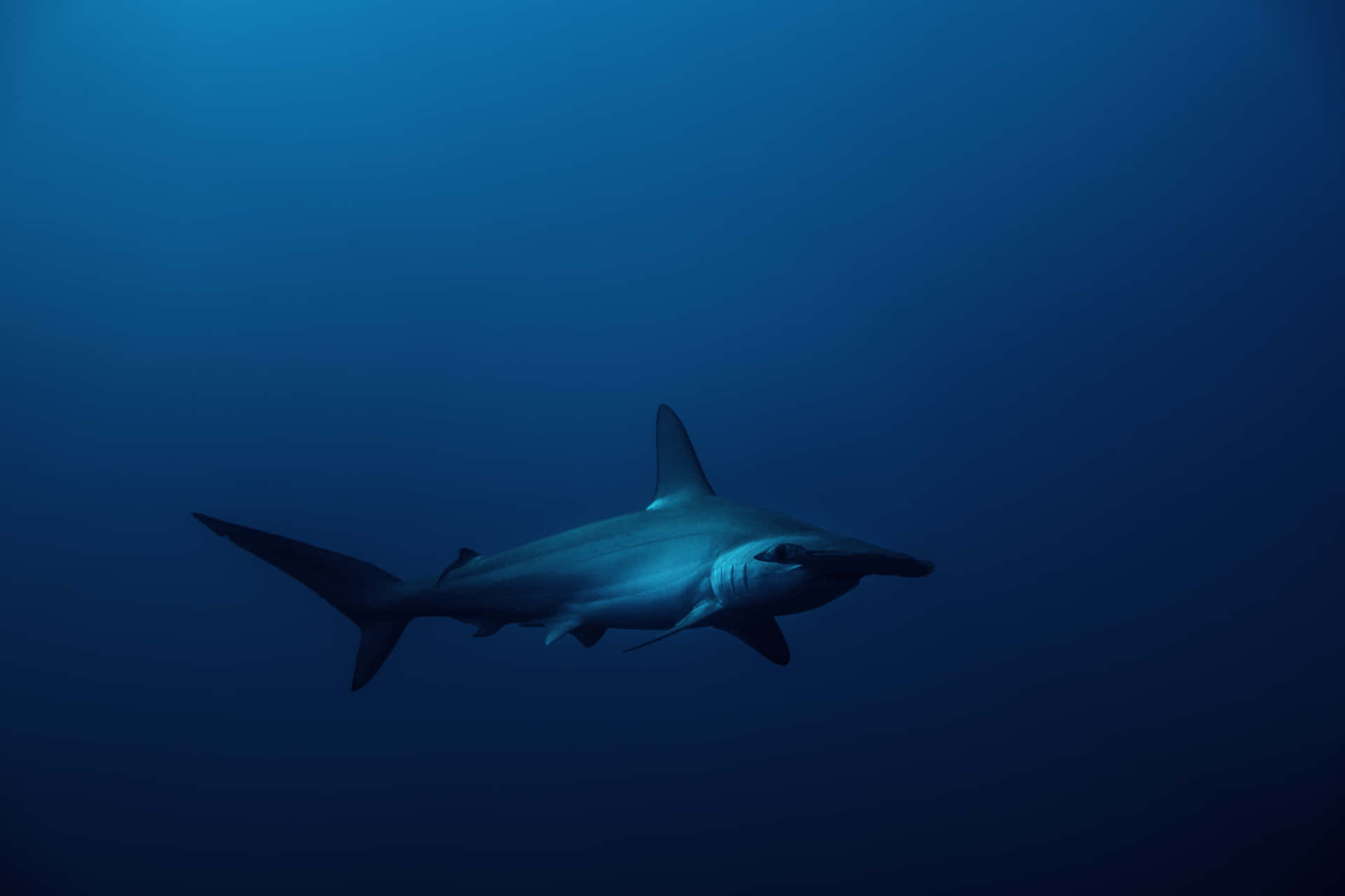 A Hammerhead Shark Swimming In The Caribbean Sea Background