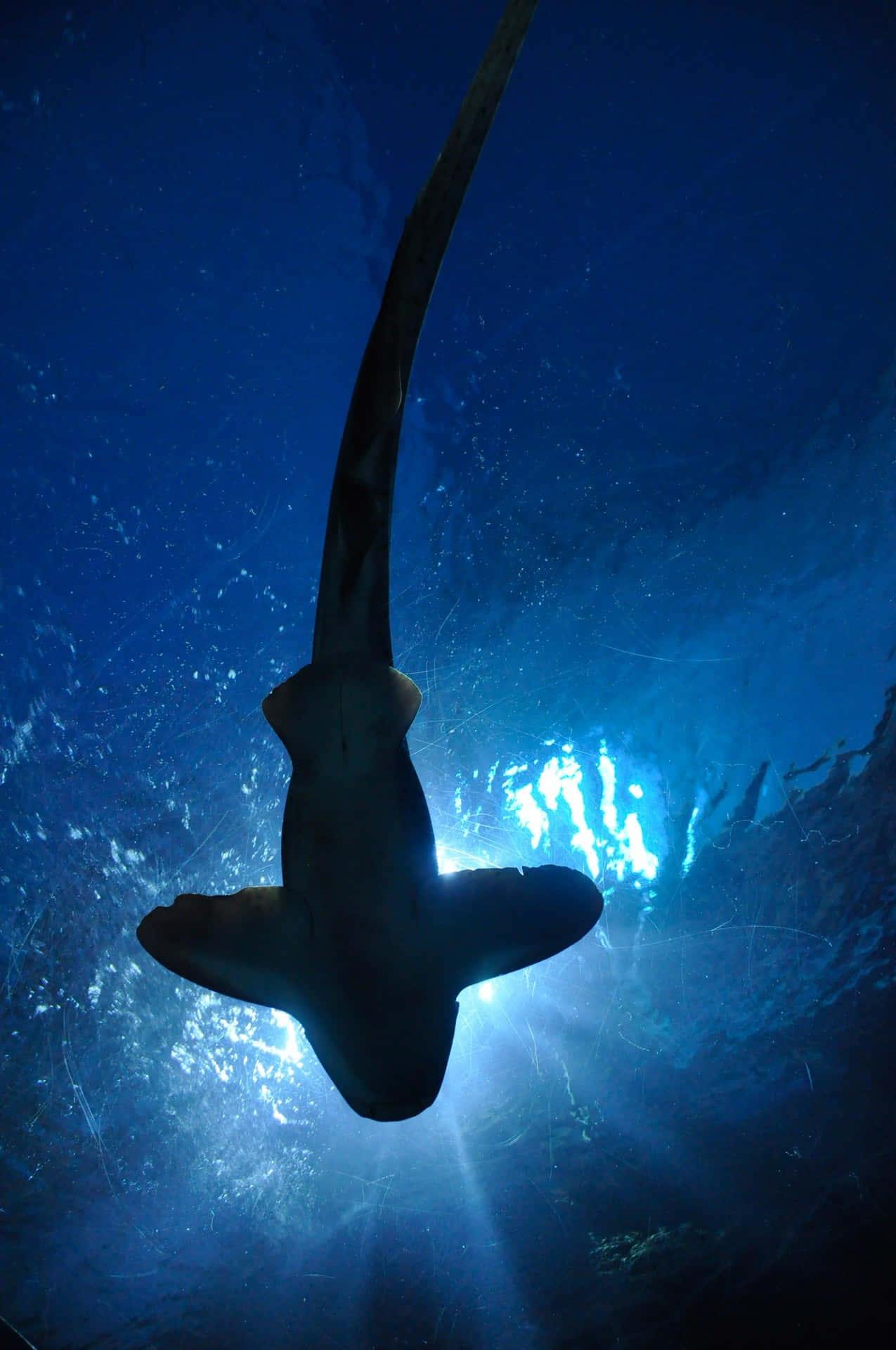 A Hammerhead Shark Swimming In The Ocean Background