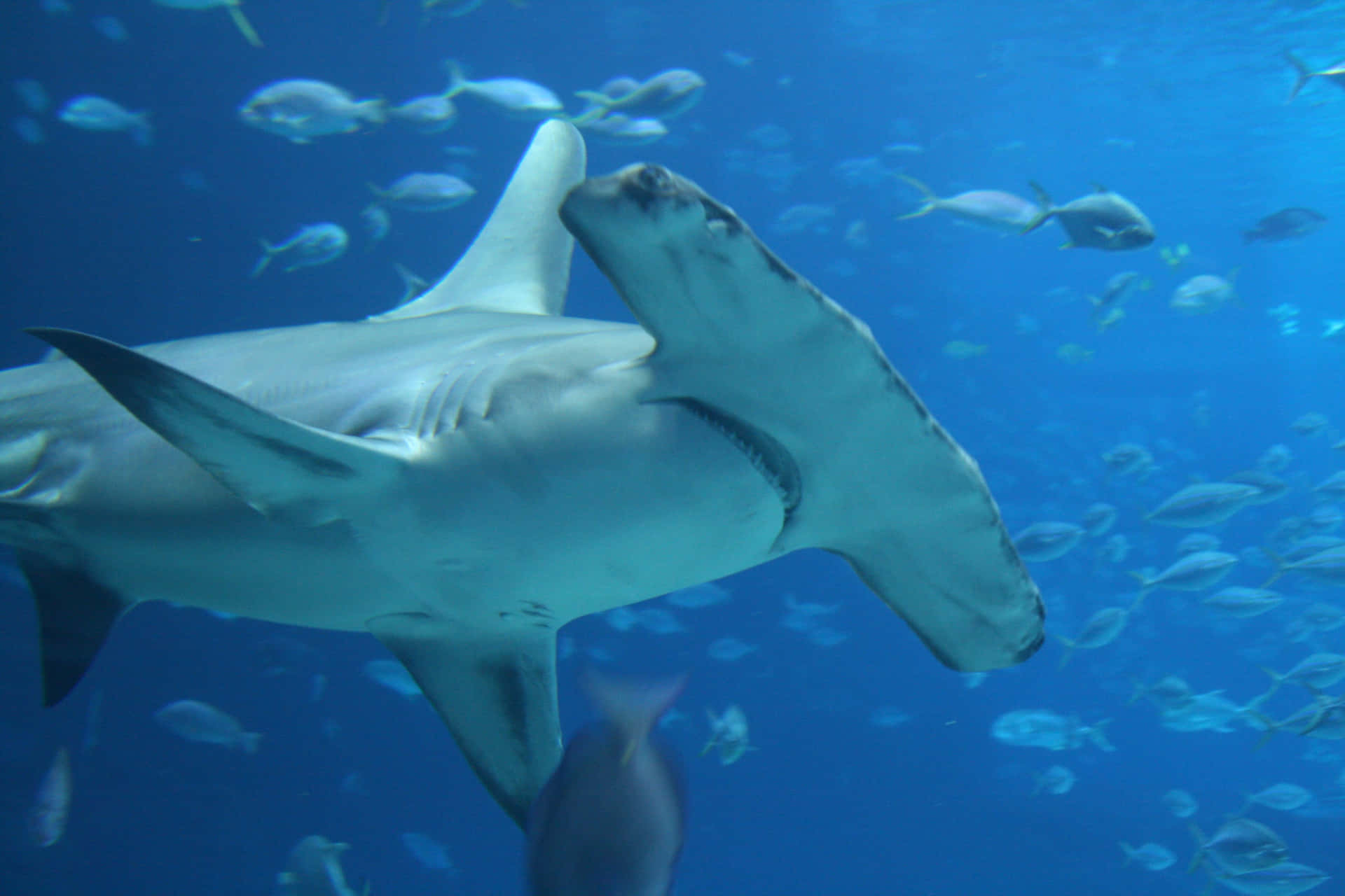 A Hammerhead Shark Swims In Its Natural Habitat Background