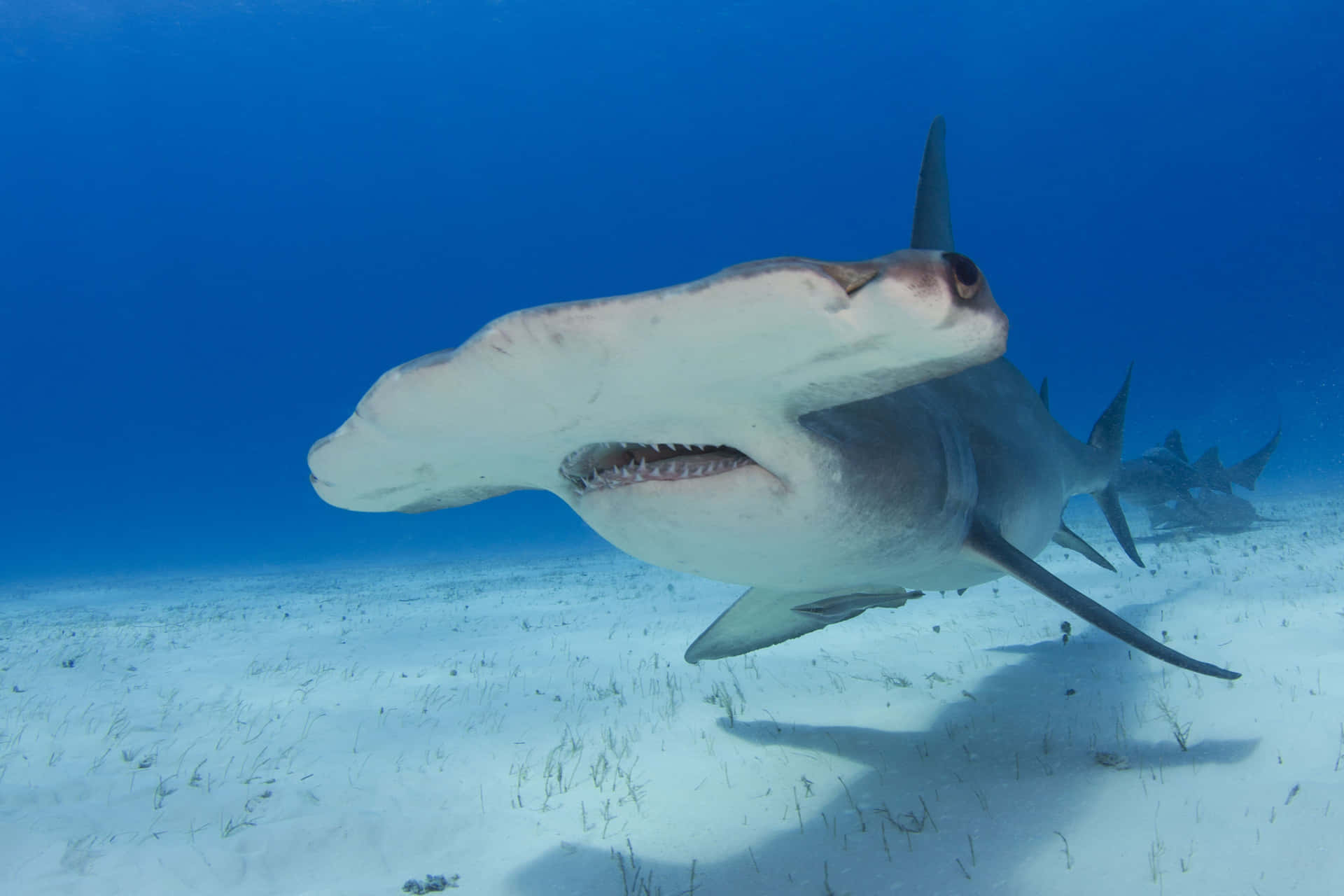 A Hammerhead Shark Swims Underwater Background