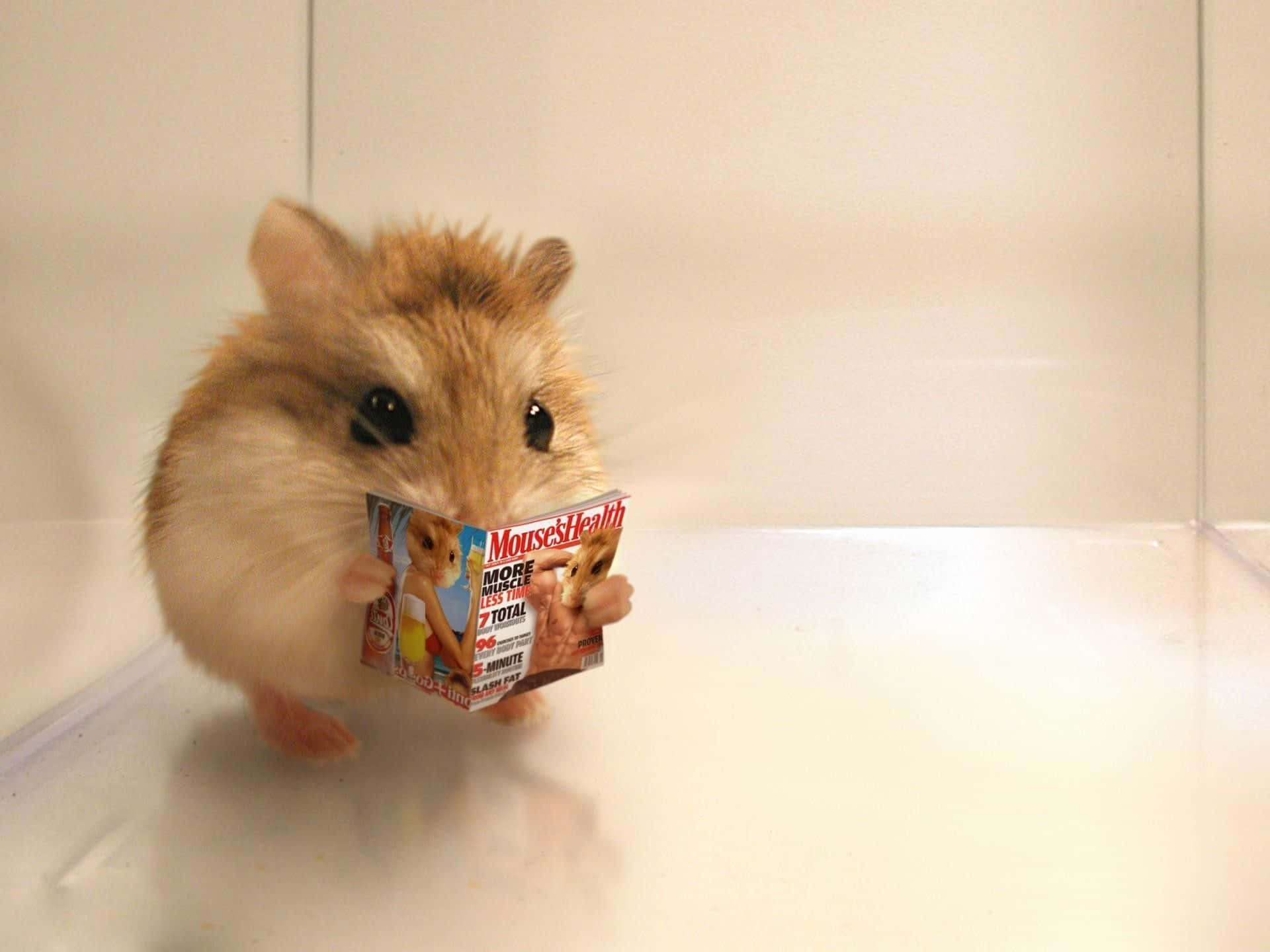 A Hamster Is Holding A Magazine Background