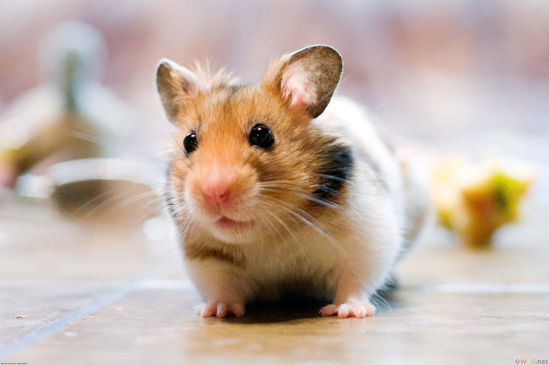 A Hamster Is Standing On A Tile Floor Background