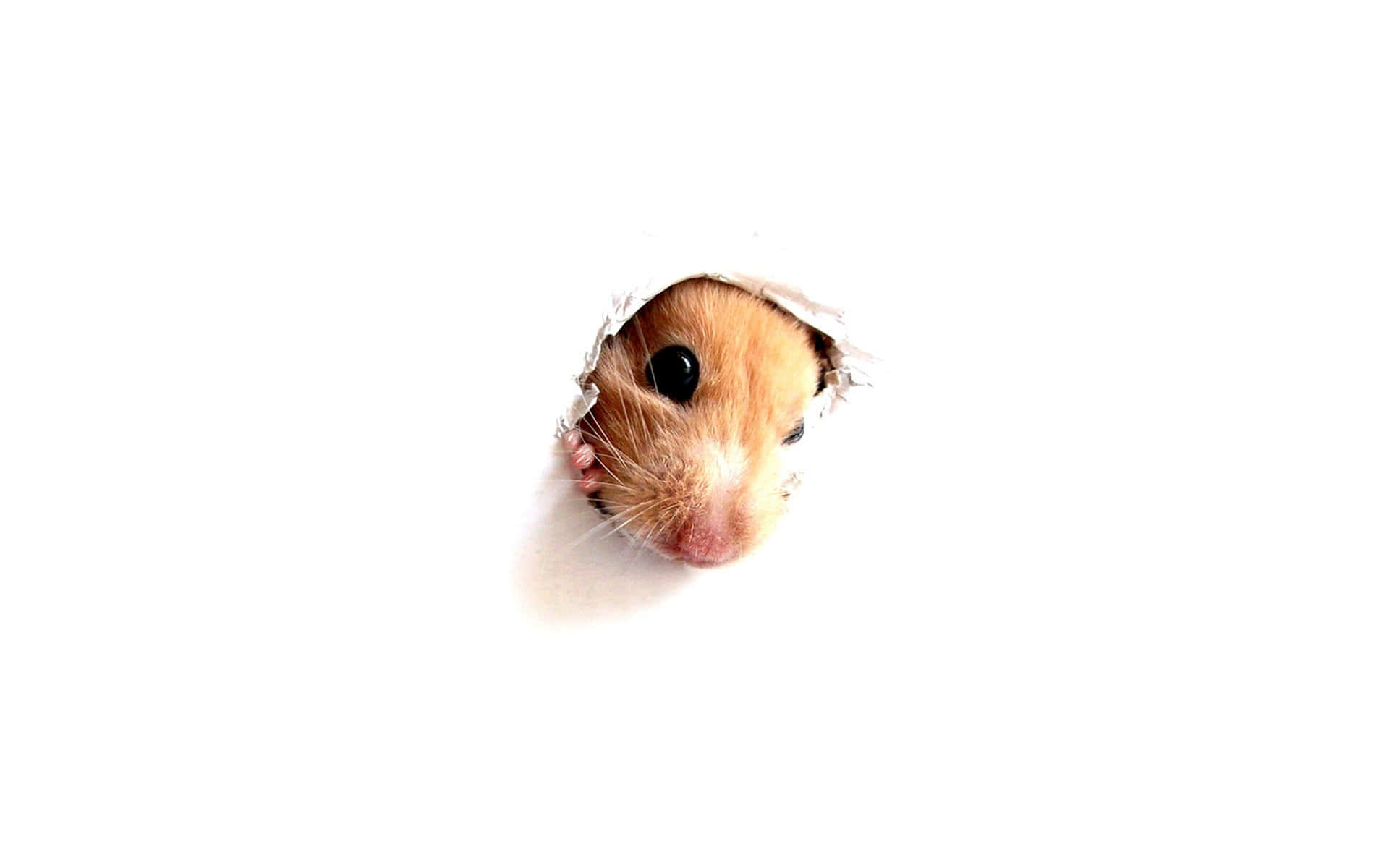 A Hamster Peeking Out Of A Hole In The Wall Background