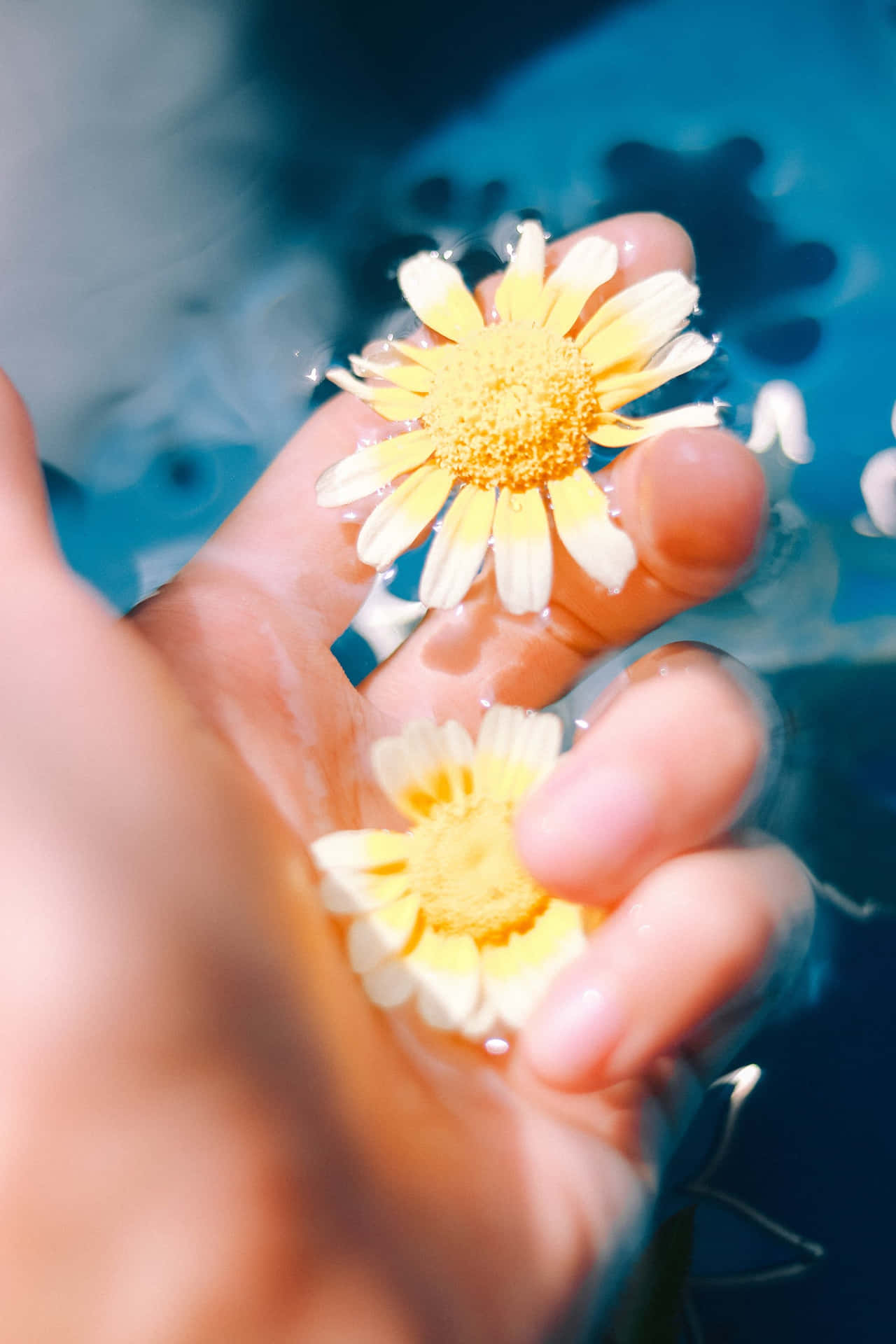 A Hand Holding A Yellow Flower In The Water Background