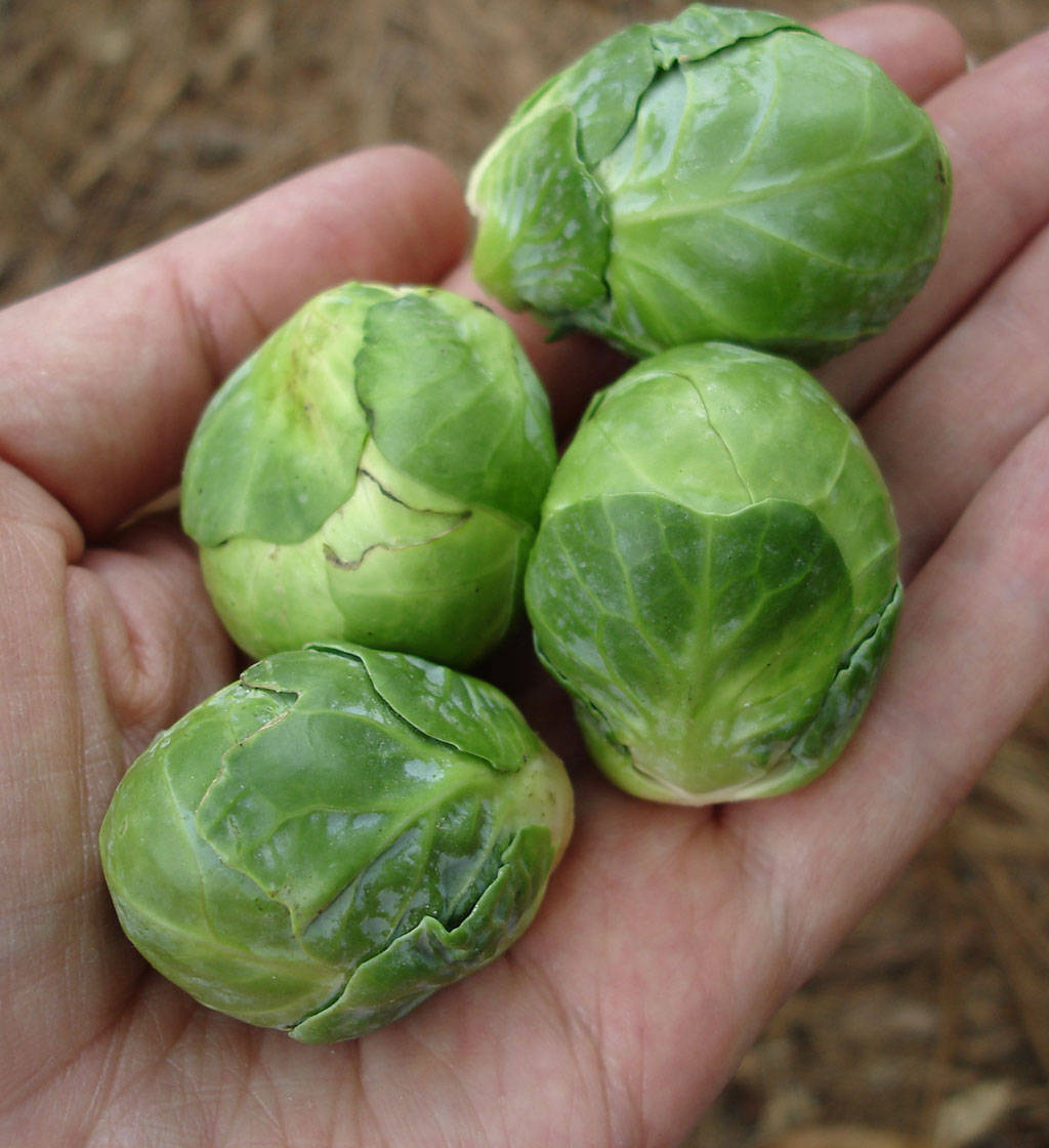 A Handful Of Freshly Harvested Brussels Sprouts Background