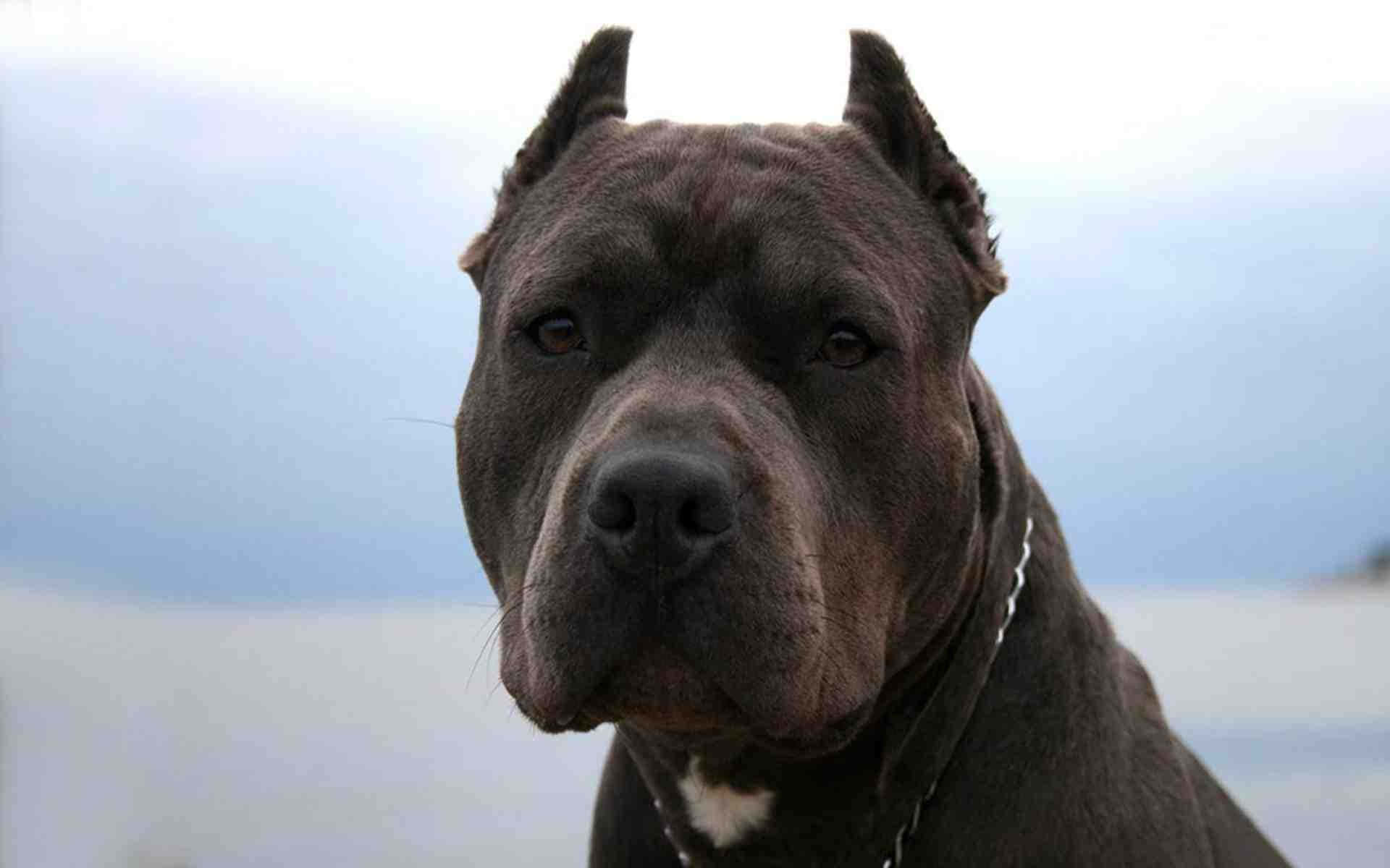 A Handsome Black Pitbull Relaxing In The Sun Background