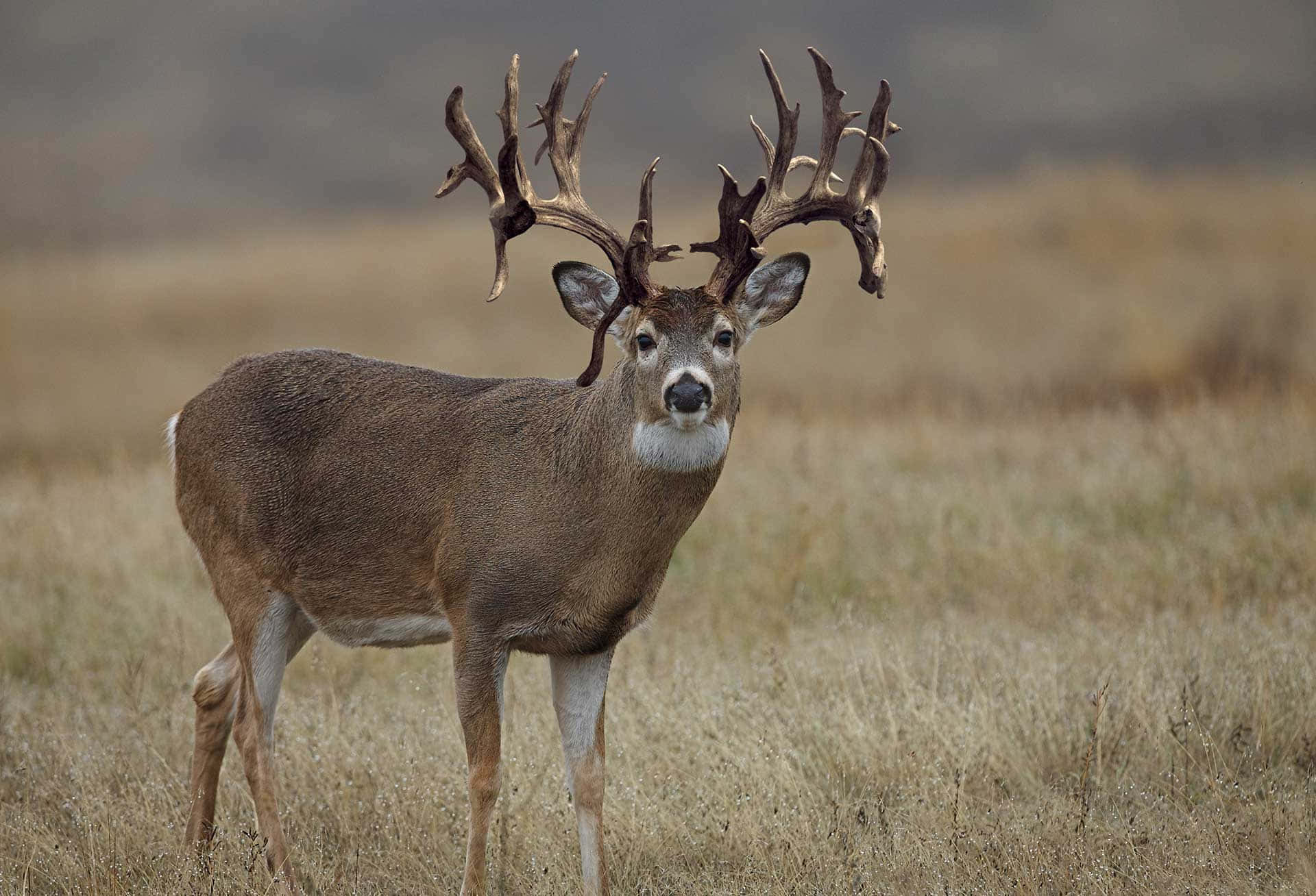 A Handsome White-tailed Buck Stands Poised In A Grassy Meadow Background