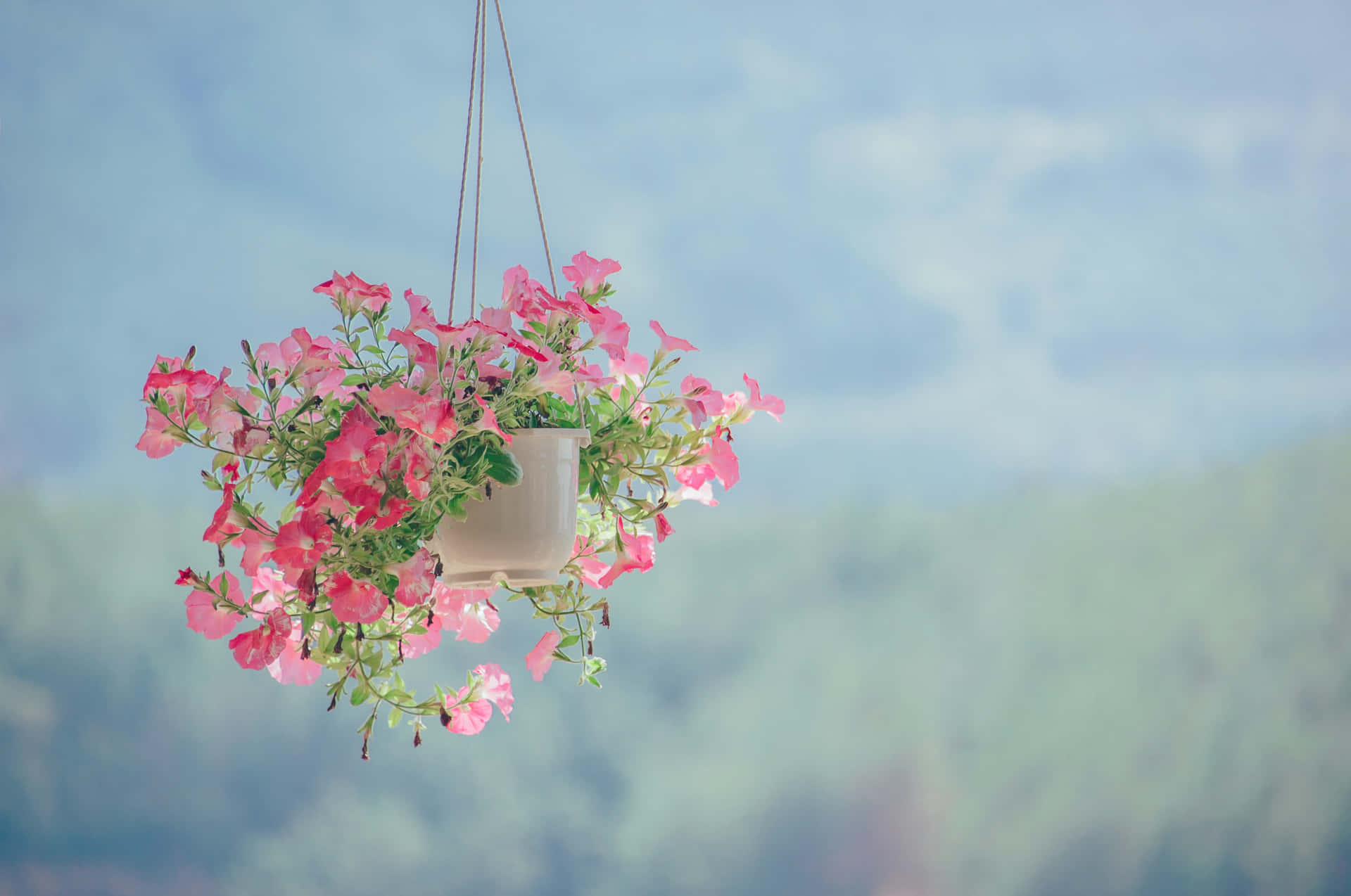 A Hanging Basket With Flowers Background