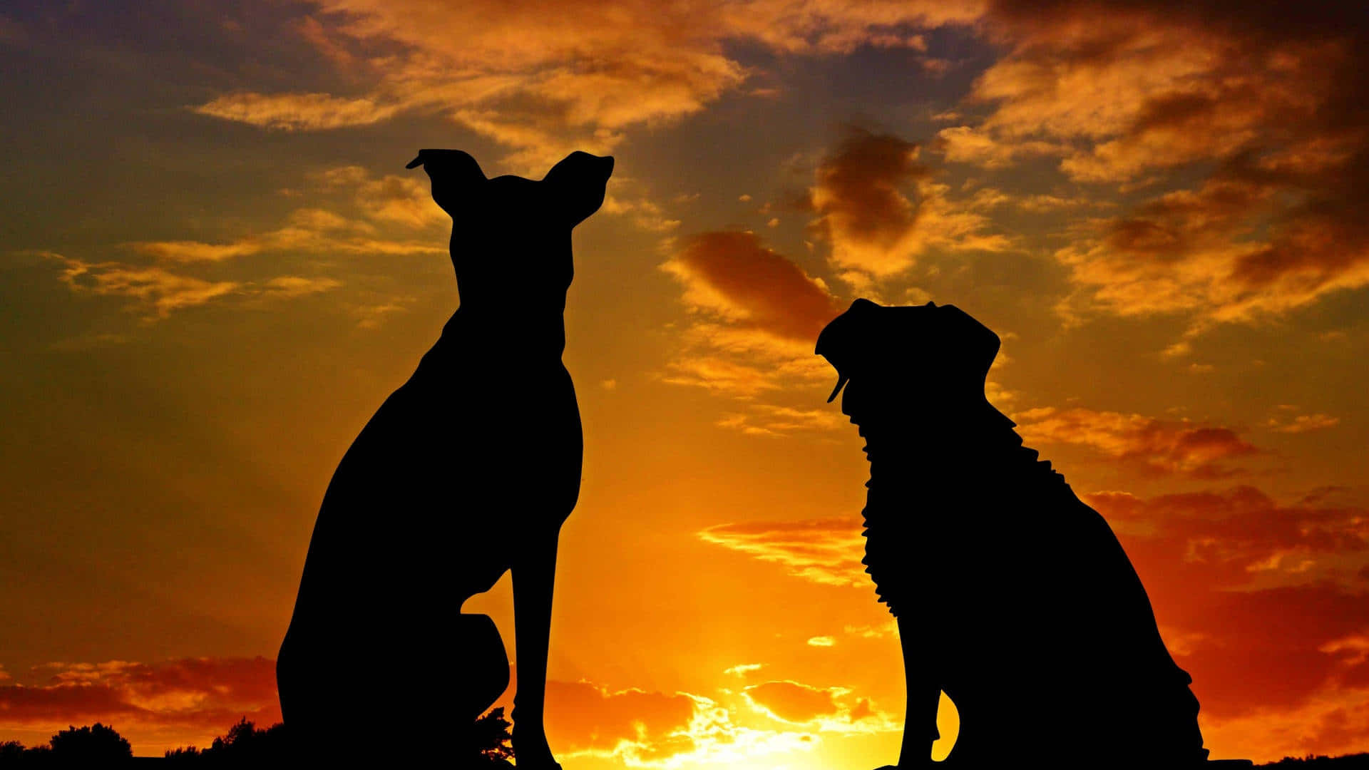 A Happy And Contented-looking Aesthetic Dog, Gazing Into The Camera. Background