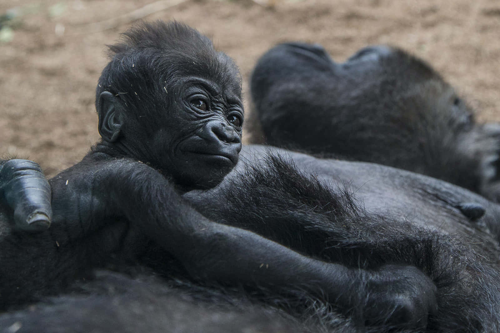 A Happy And Cute Gorilla Enjoying The Sunshine Background