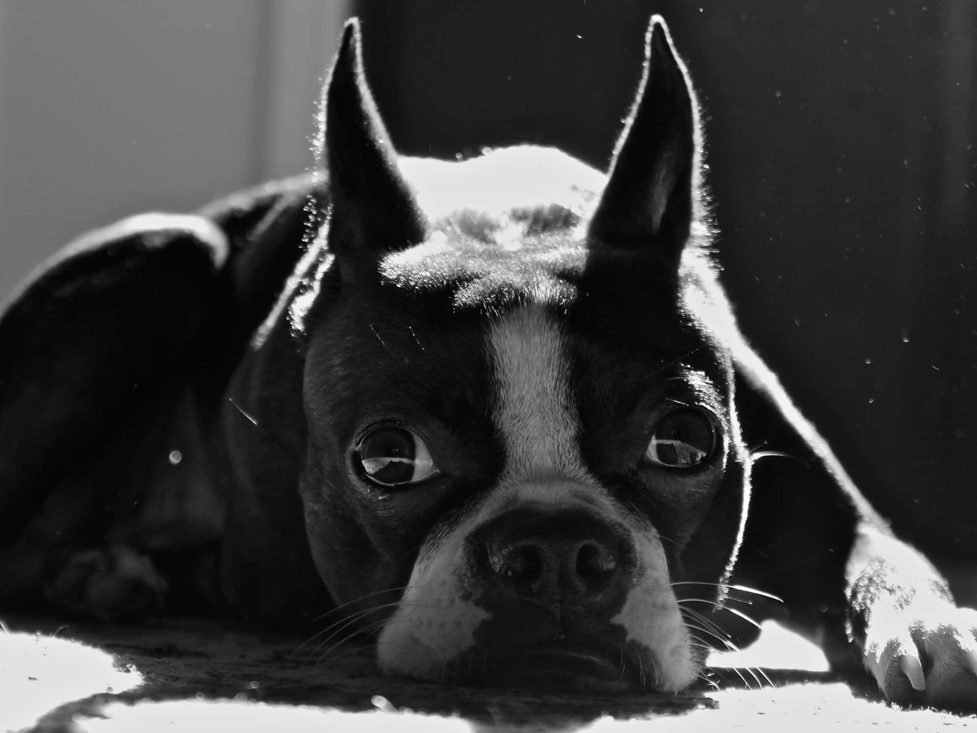 A Happy Boston Terrier Playing On The Beach Background