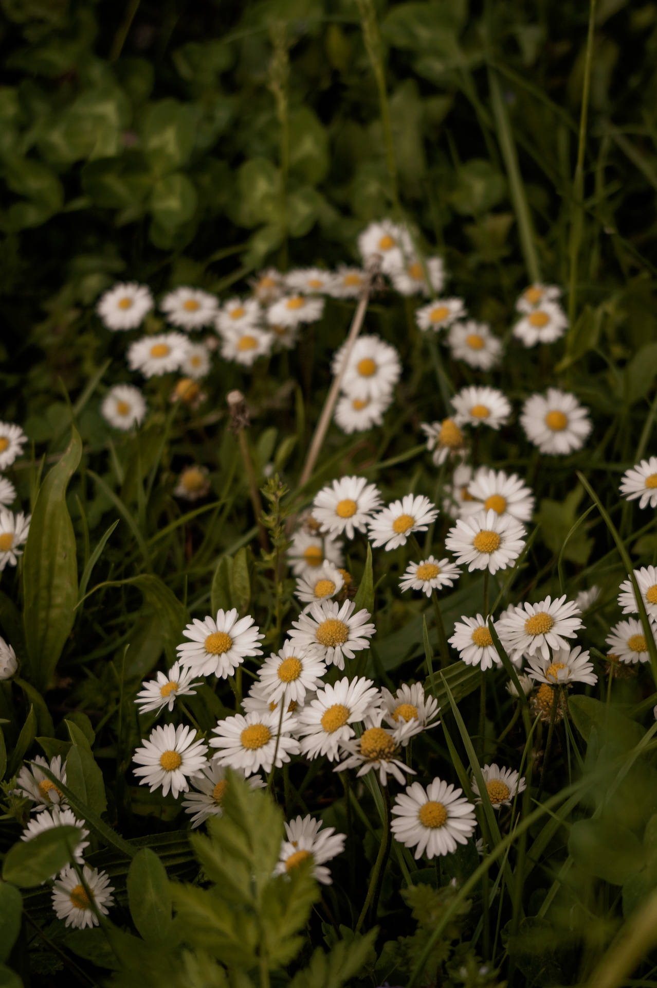 A Happy Bouquet Of Daisies Against A Bright, Green Background Background