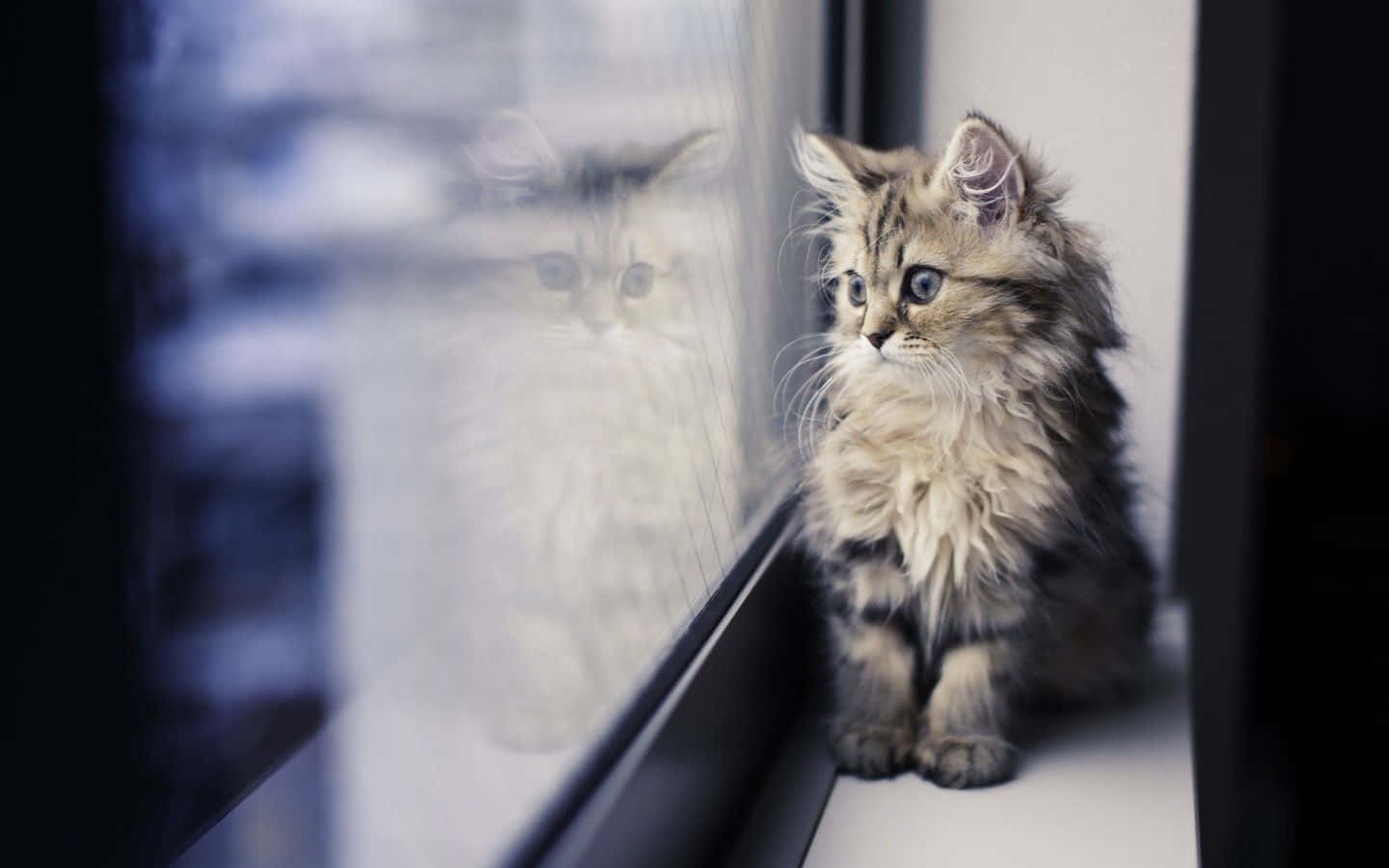 A Happy Cat Enjoying His Cat Desktop Background