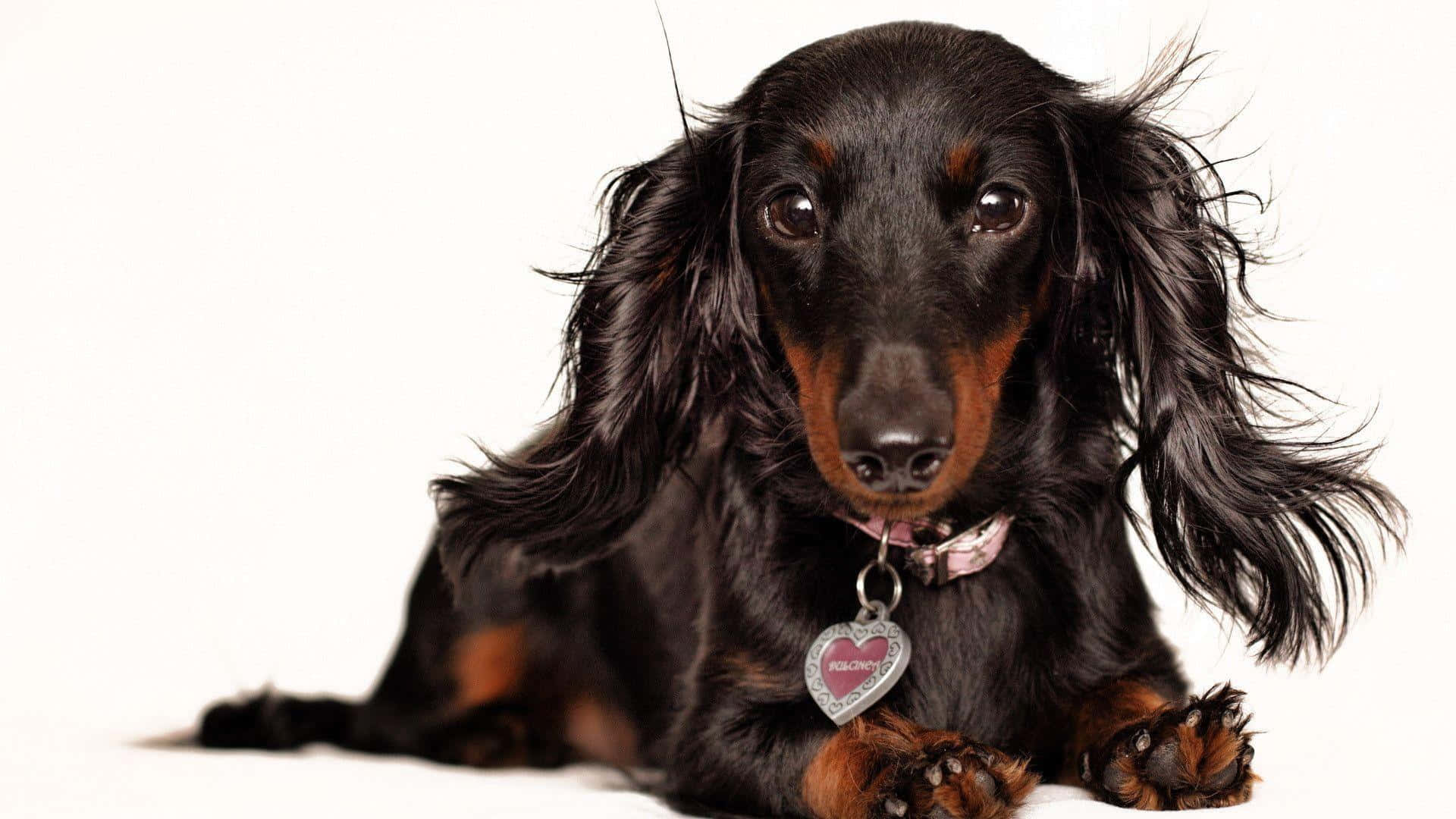 A Happy Dachshund Enjoying Her Day In The Sun Background