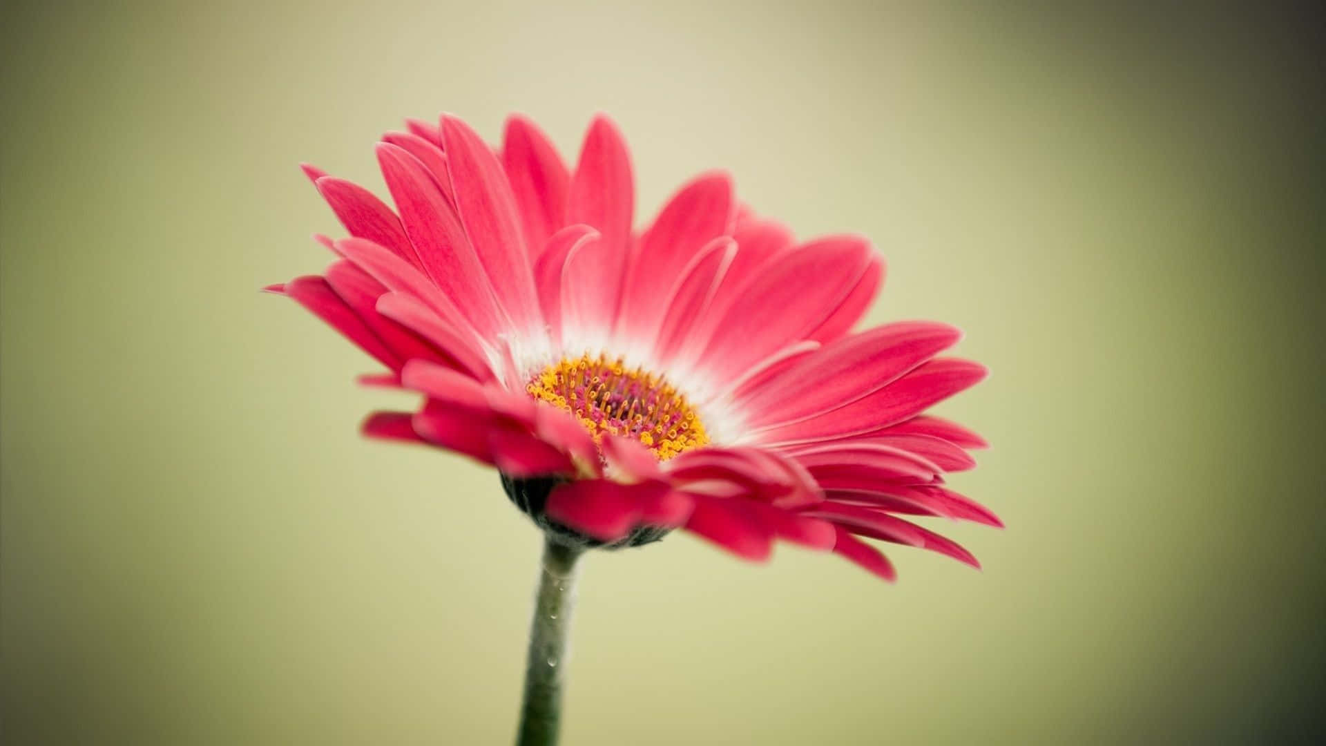 A Happy Smiling Flower. Background