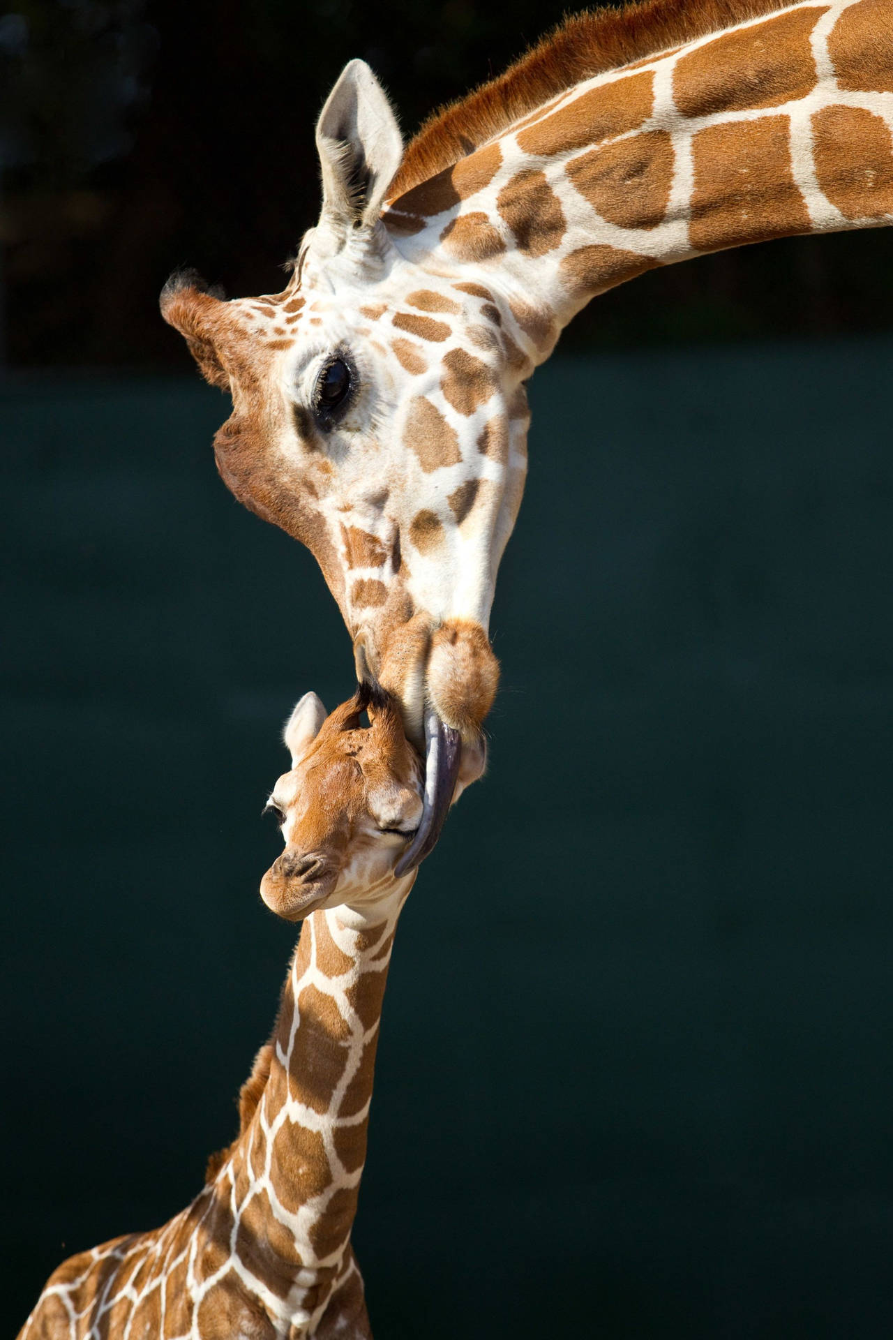A Heartwarming Moment Between Mother And Baby Giraffe Background