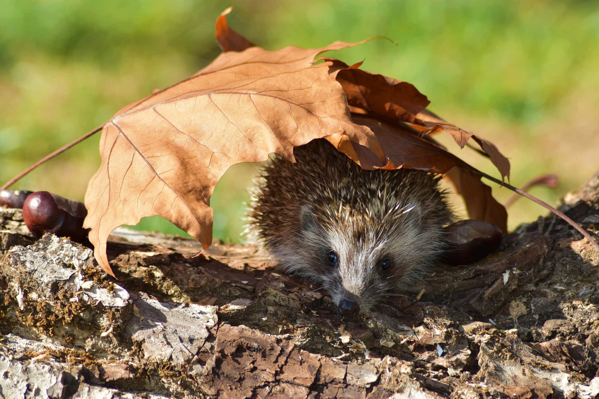 A Hedgehog Is Hiding Under A Leaf Background