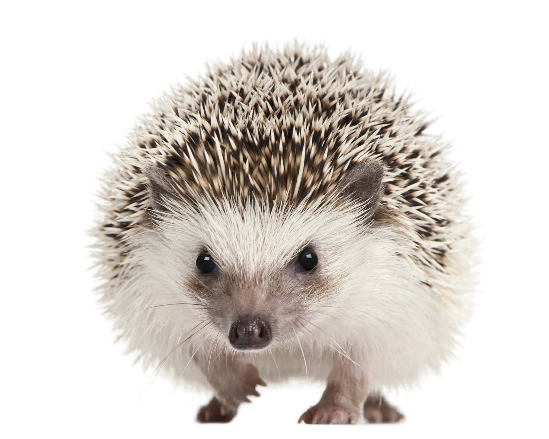 A Hedgehog Is Walking On A White Background Background