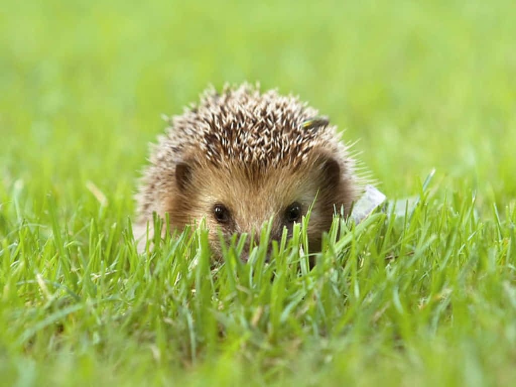 A Hedgehog Is Walking Through The Grass Background