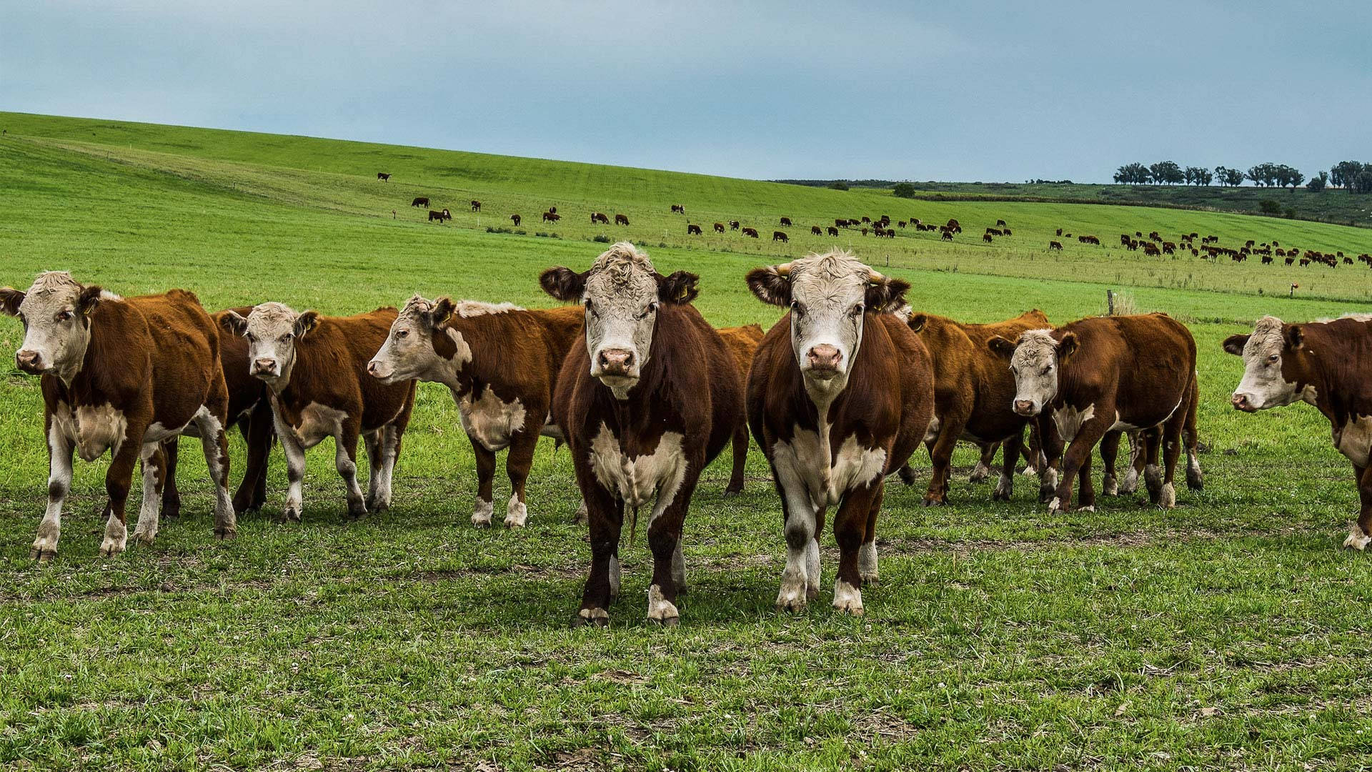 A Herd Of Brown And White Hereford Cattle Grazing In A Meadow