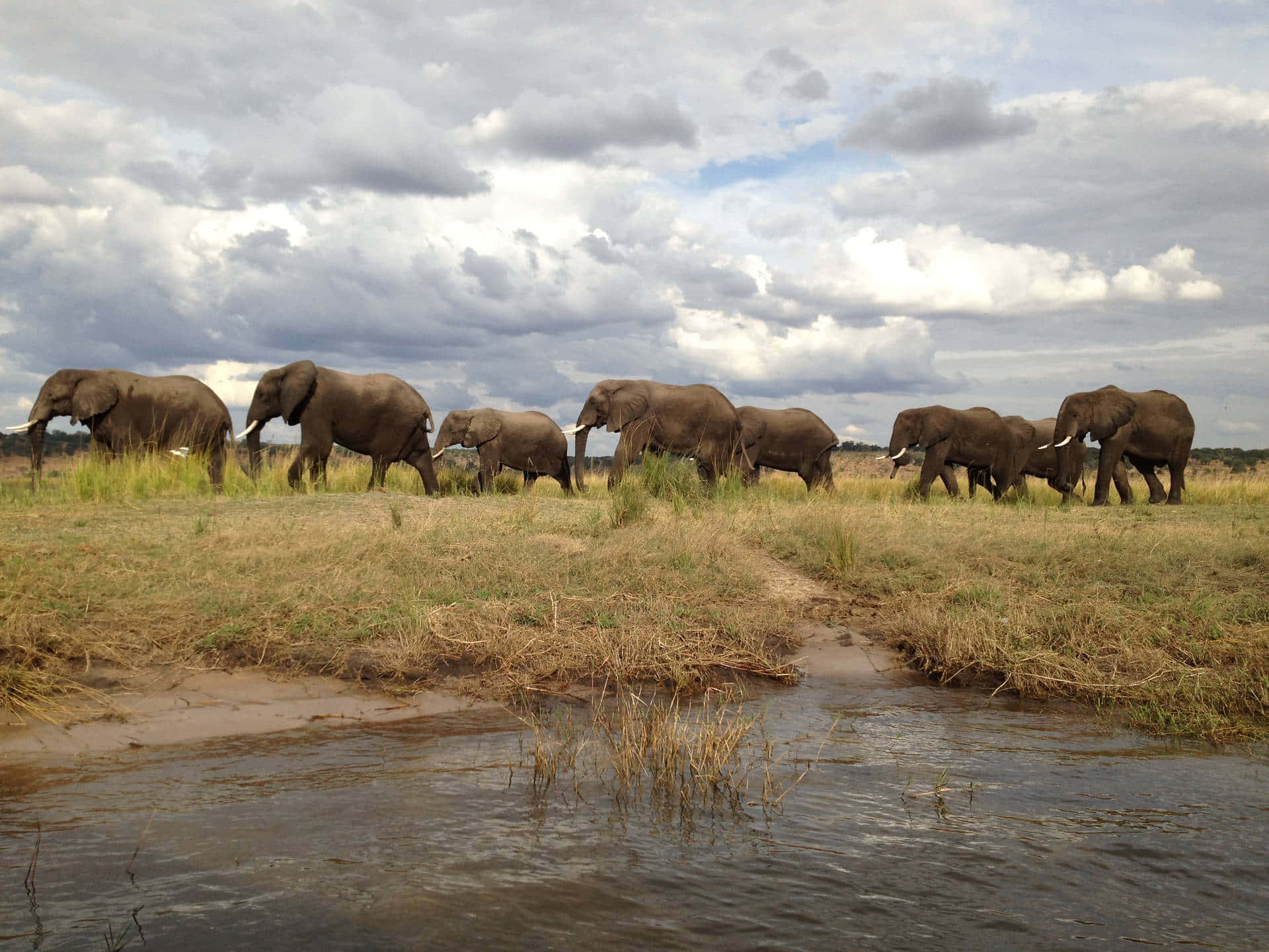 A Herd Of Elephants Walking Background