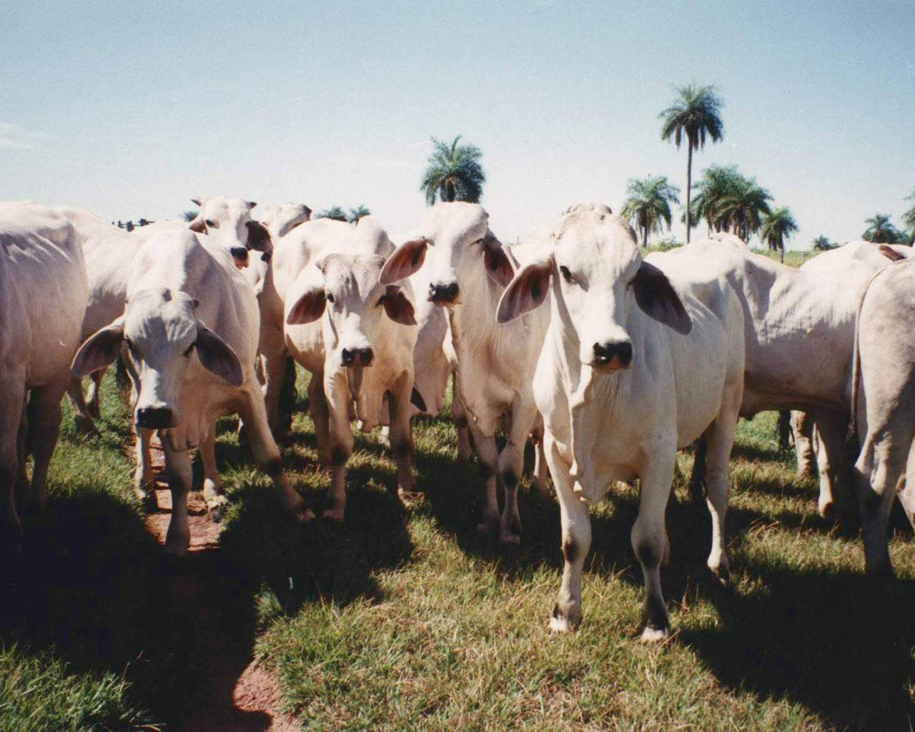 A Herd Of Nelore Zebu Cattle Grazing In The Field