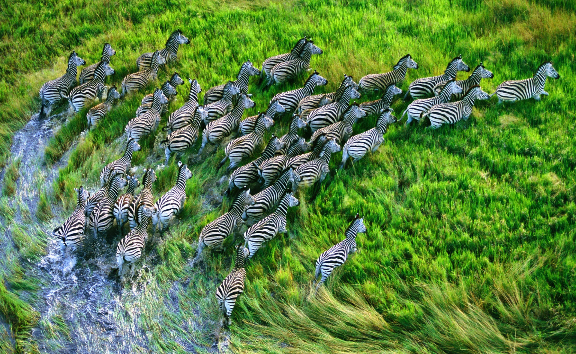 A Herd Of Zebras Running On Grassland Background