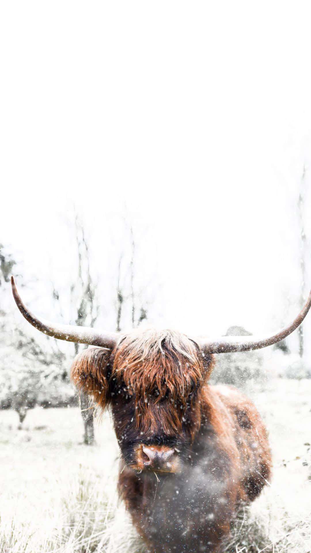 A Highland Cow Standing In The Snow Background