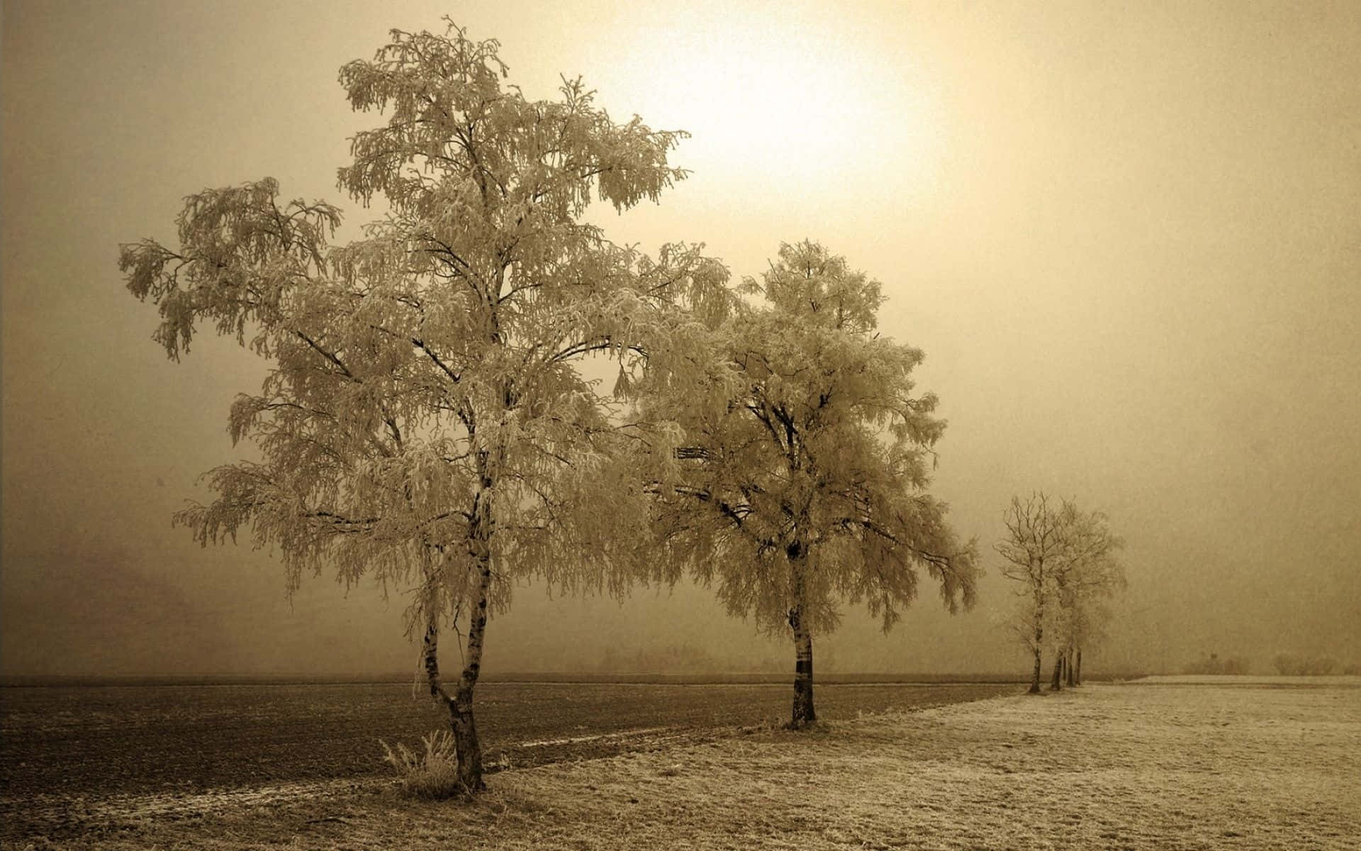 A Home In The Heart Of Old Winter