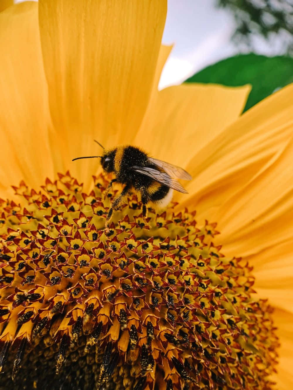 A Honey Bee Resting On A Purple Flower Background