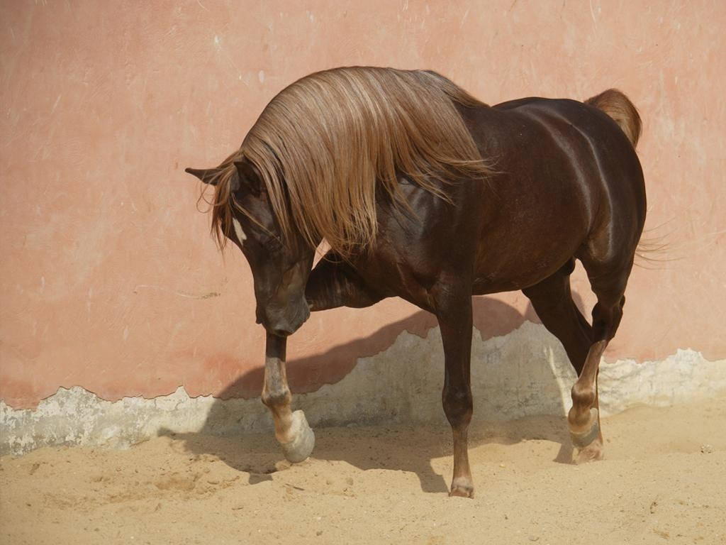 A Horse Is Walking Background