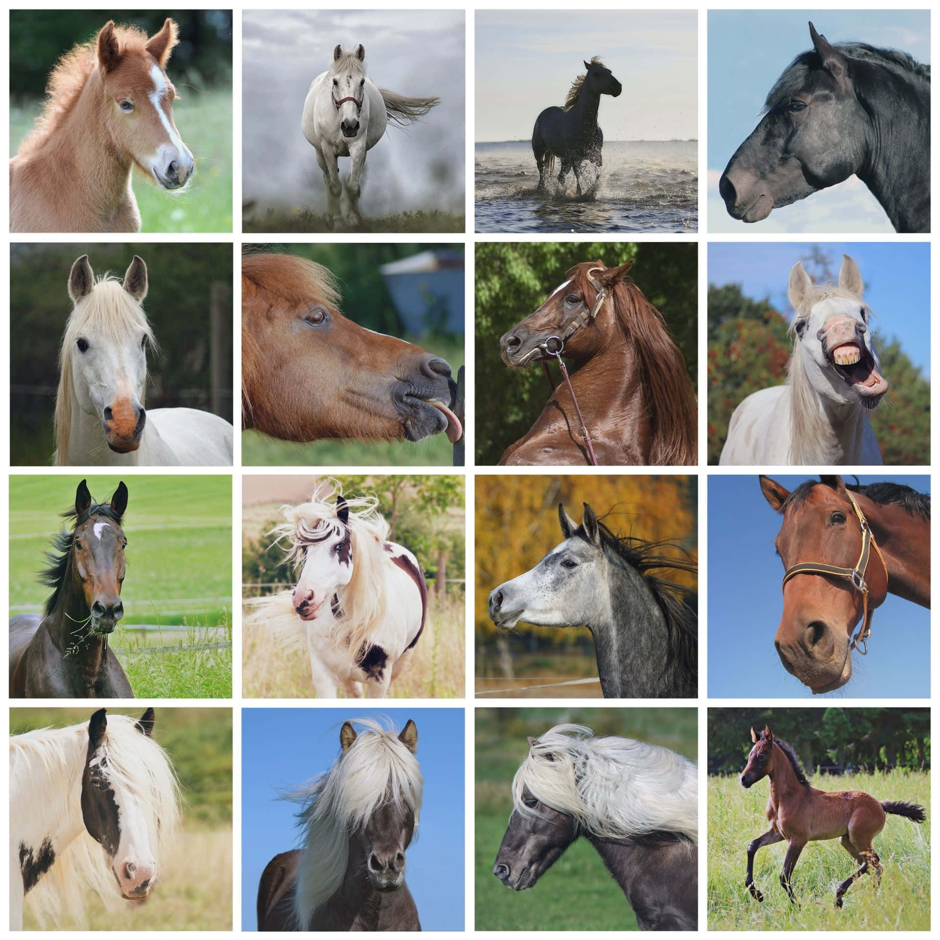 A Horse's Beauty Comes From The Heart. Background