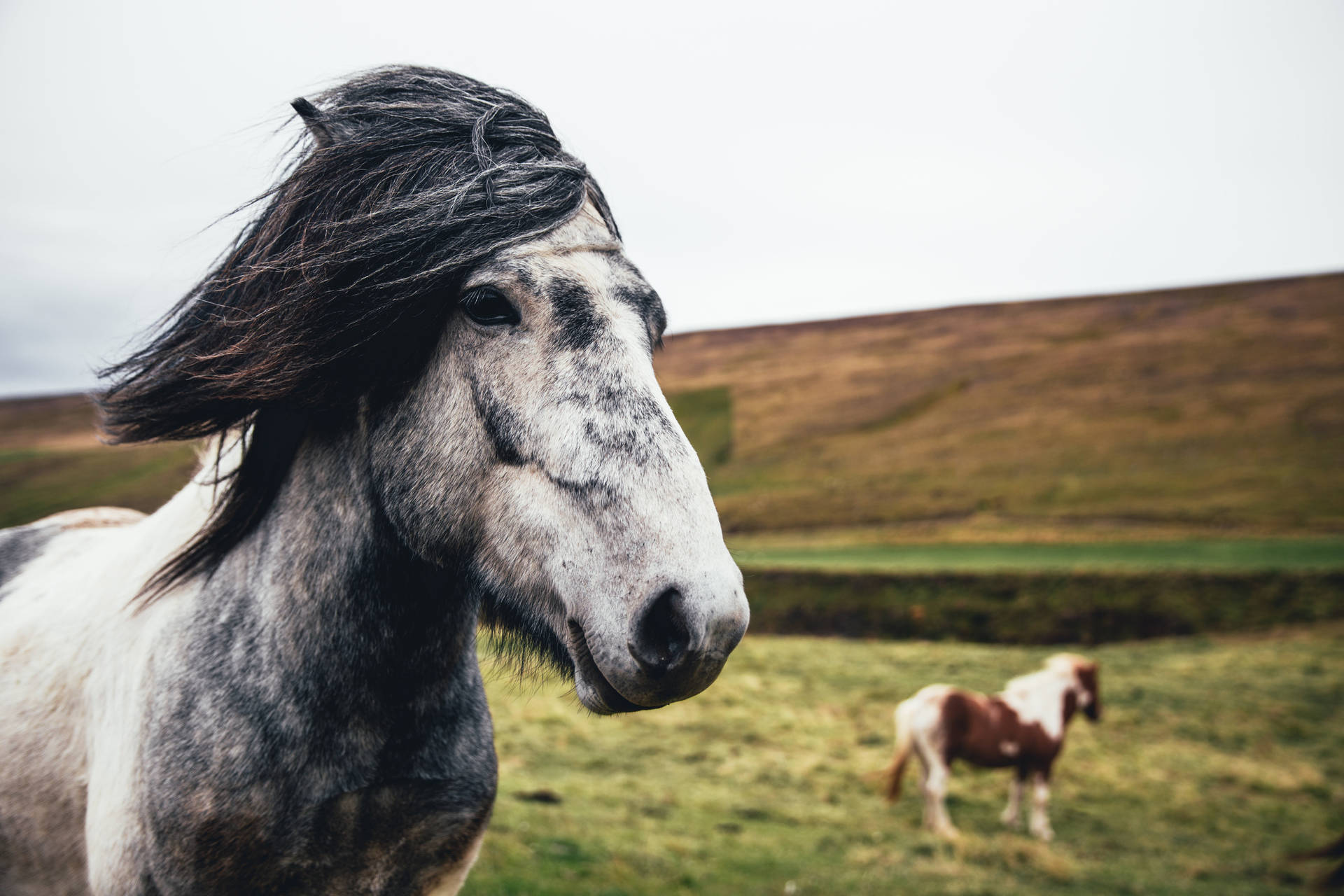 A Horse Trots Through The Windy Countryside