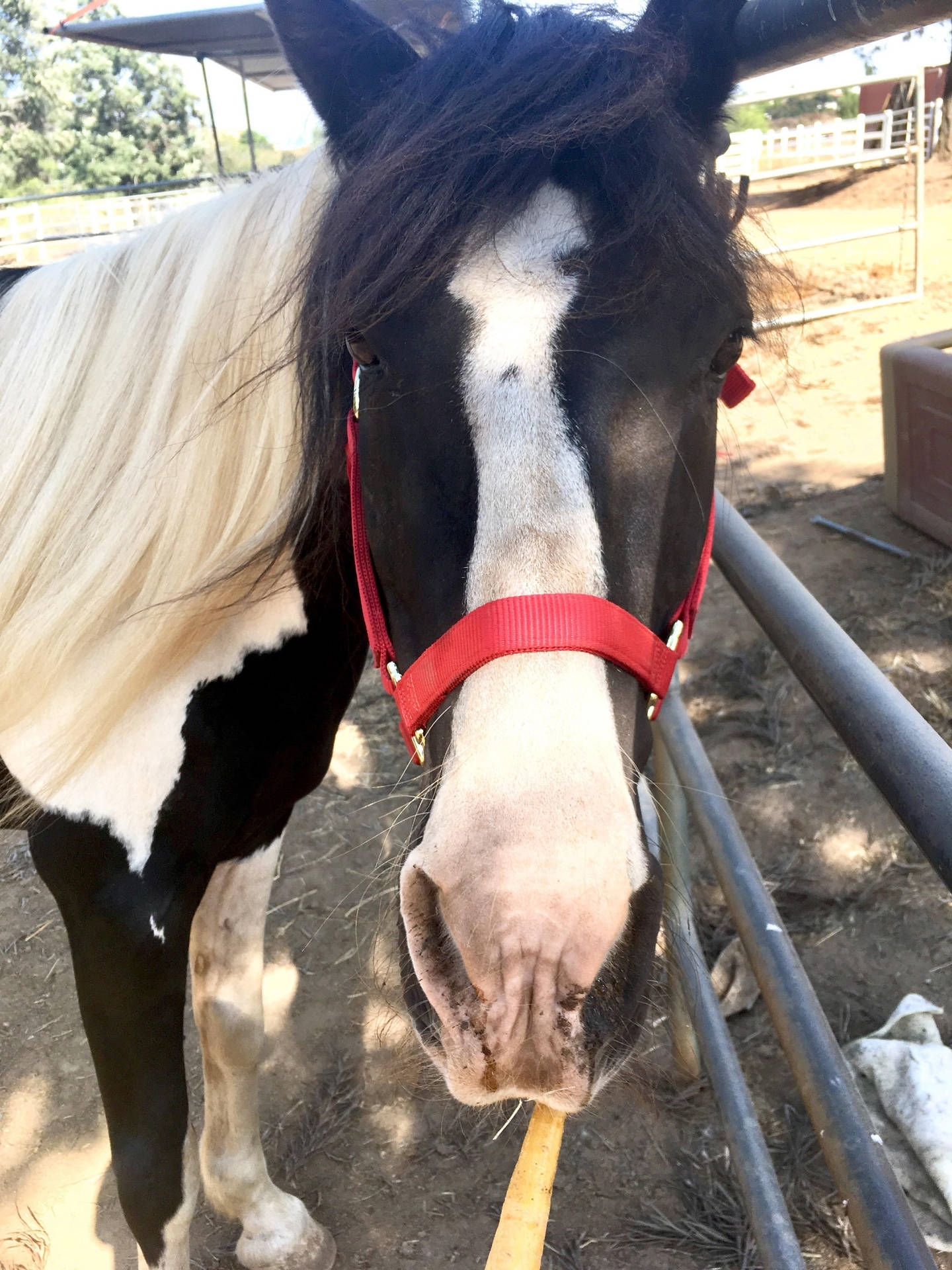 A Horse With A White And Black Mane Background