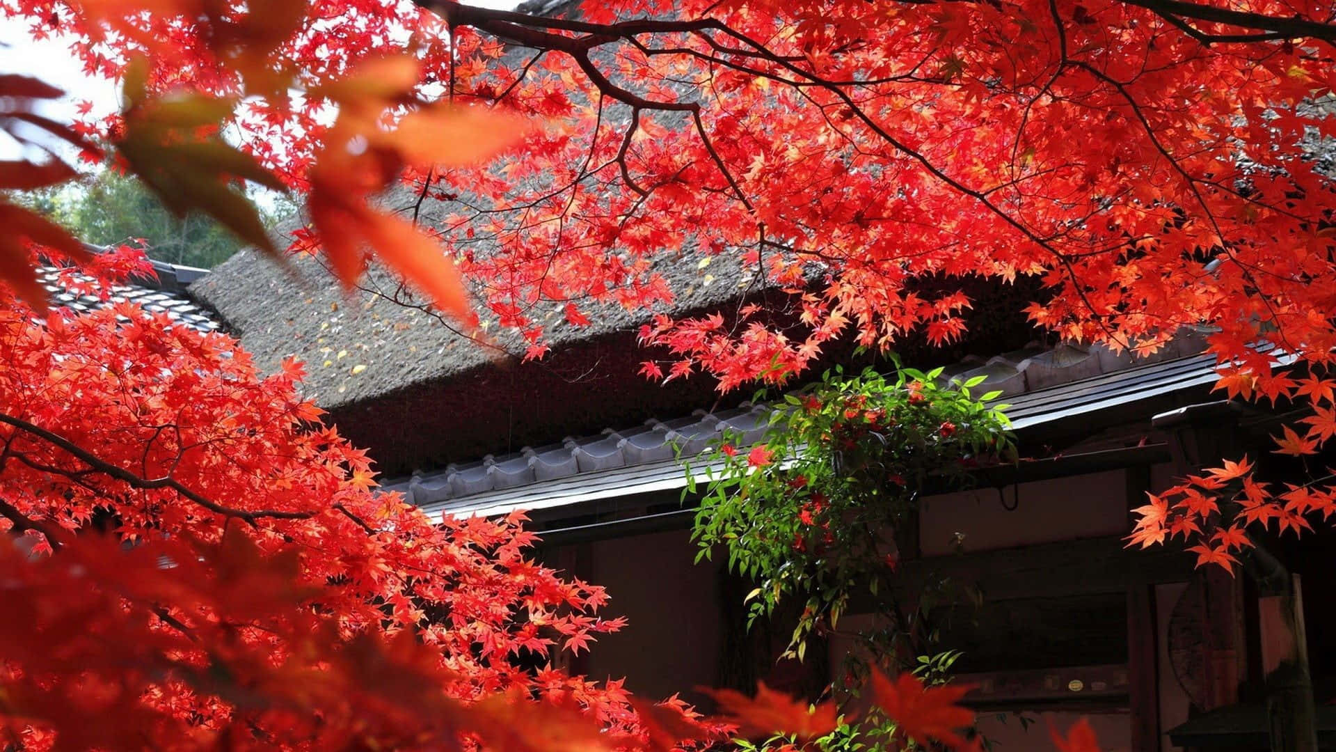 A House With Red Leaves And A Red Tree Background