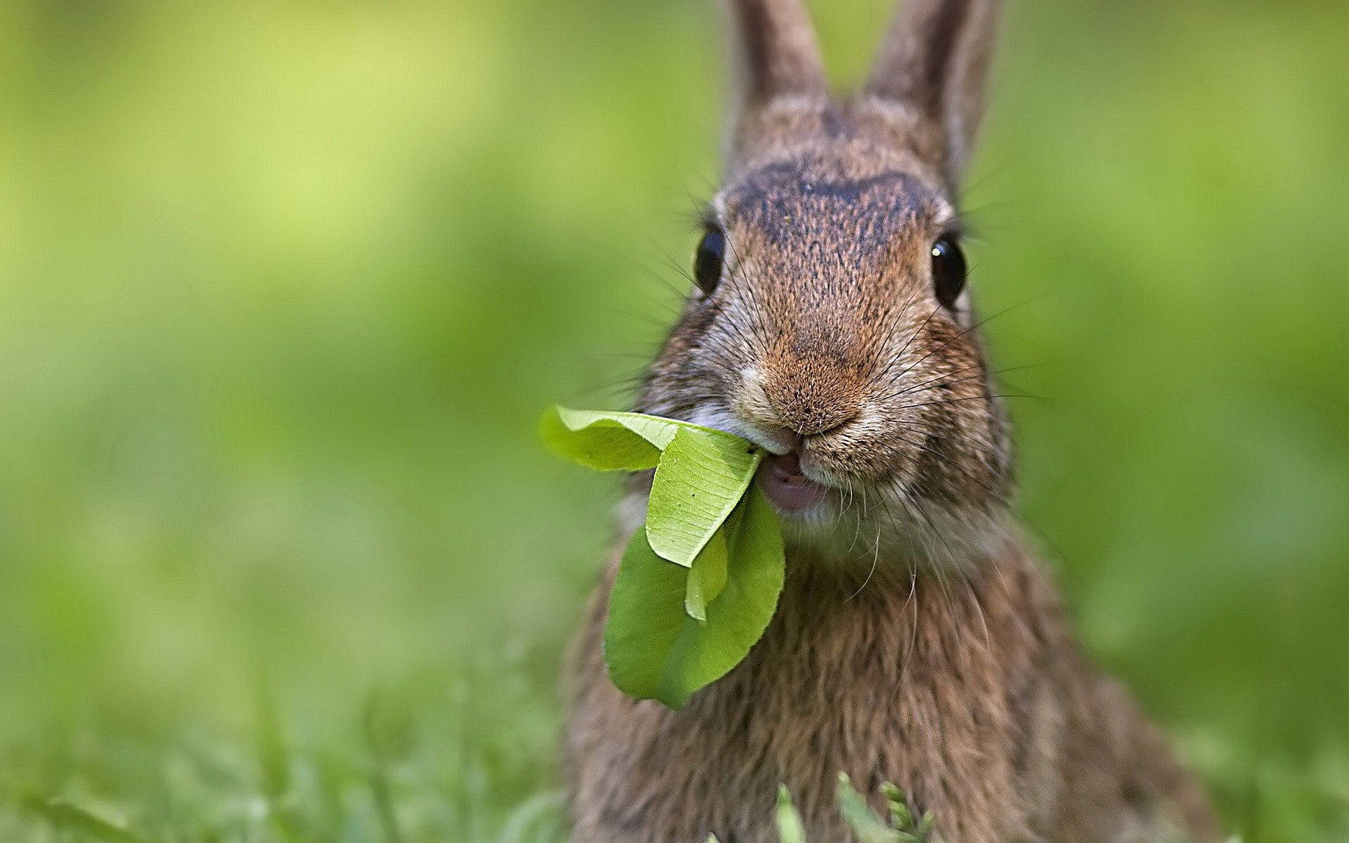 A Hungry Bunny Munching On Greens Background