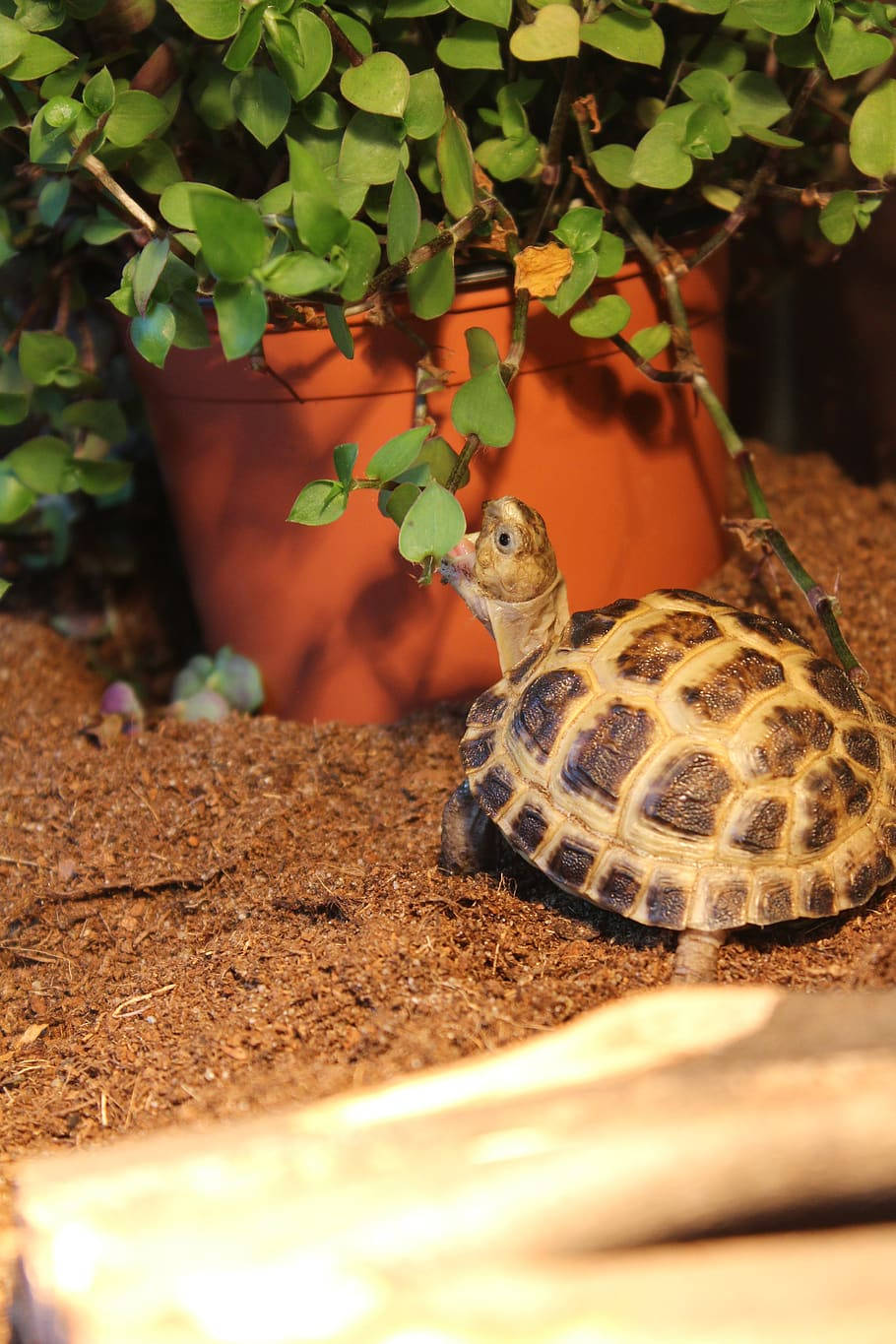 A Hungry Tortoise Nibbling On A Leafy Plant Background