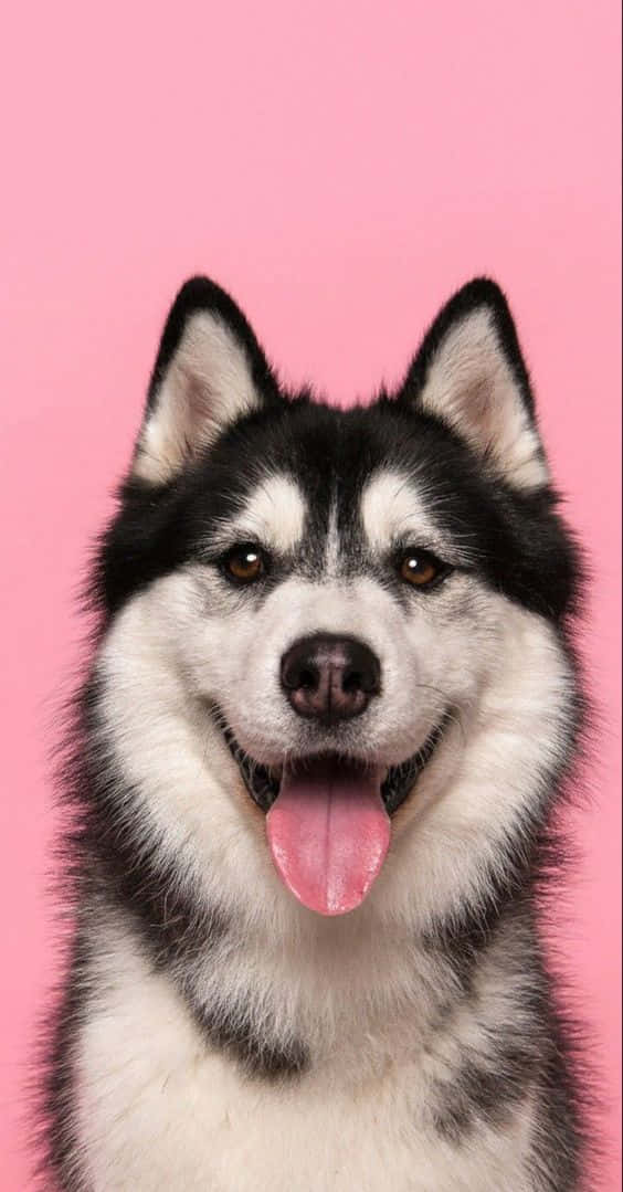 A Husky Dog Is Sitting On A Pink Background